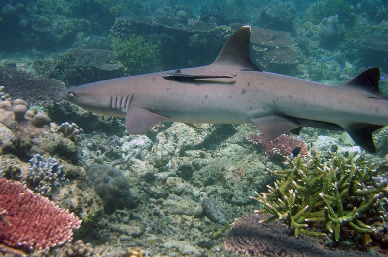 Whitetip reef shark at Tubbataha (Photo courtesy of  Wikipedia)