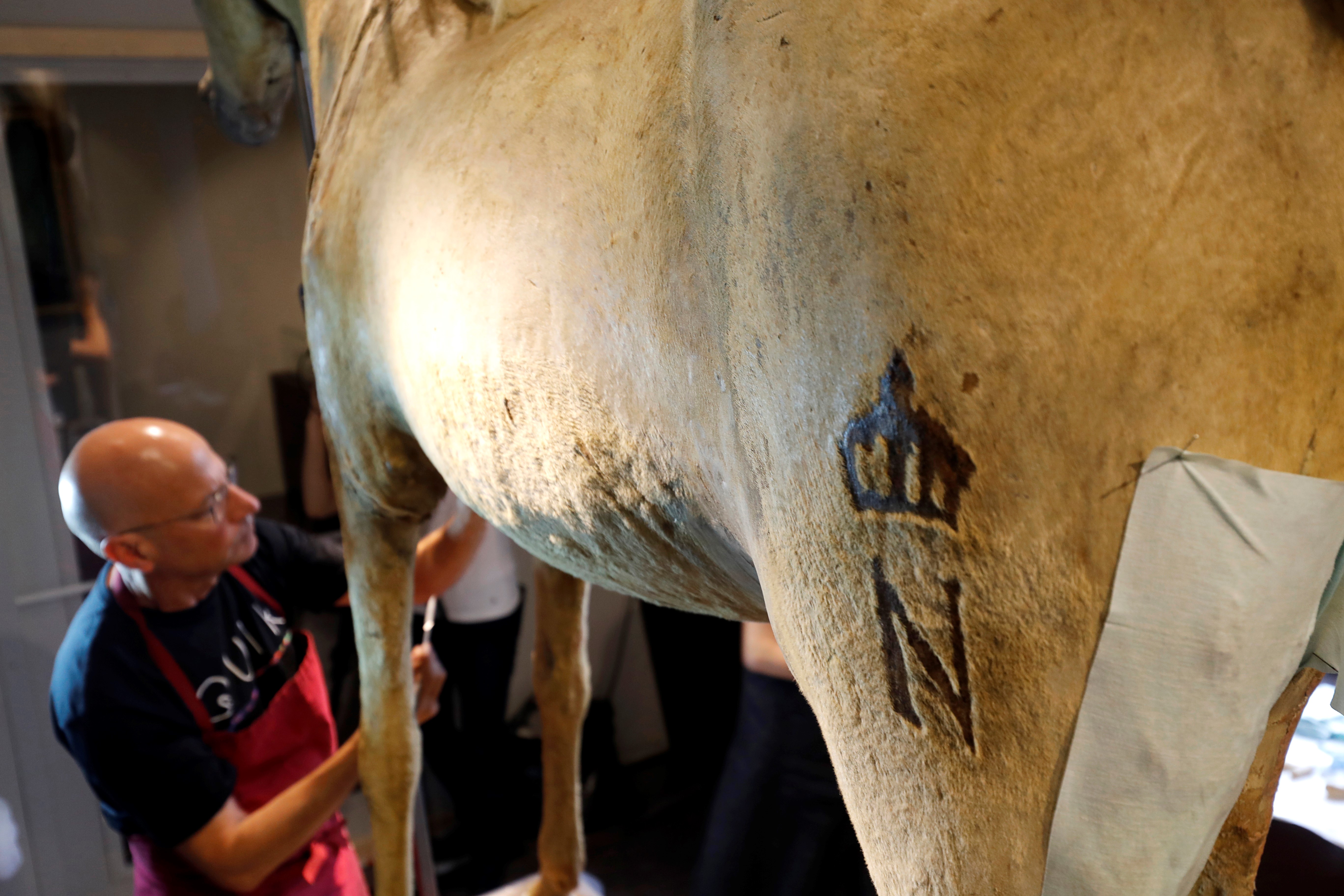 A man works on the restoration of Vizir, the last horse of Napoleon Bonaparte the Ist, at the Museum of the Army - Musee de l' Armee at the Hotel des Invalides in Paris on June 27, 2016. / AFP PHOTO / FRANCOIS GUILLOT