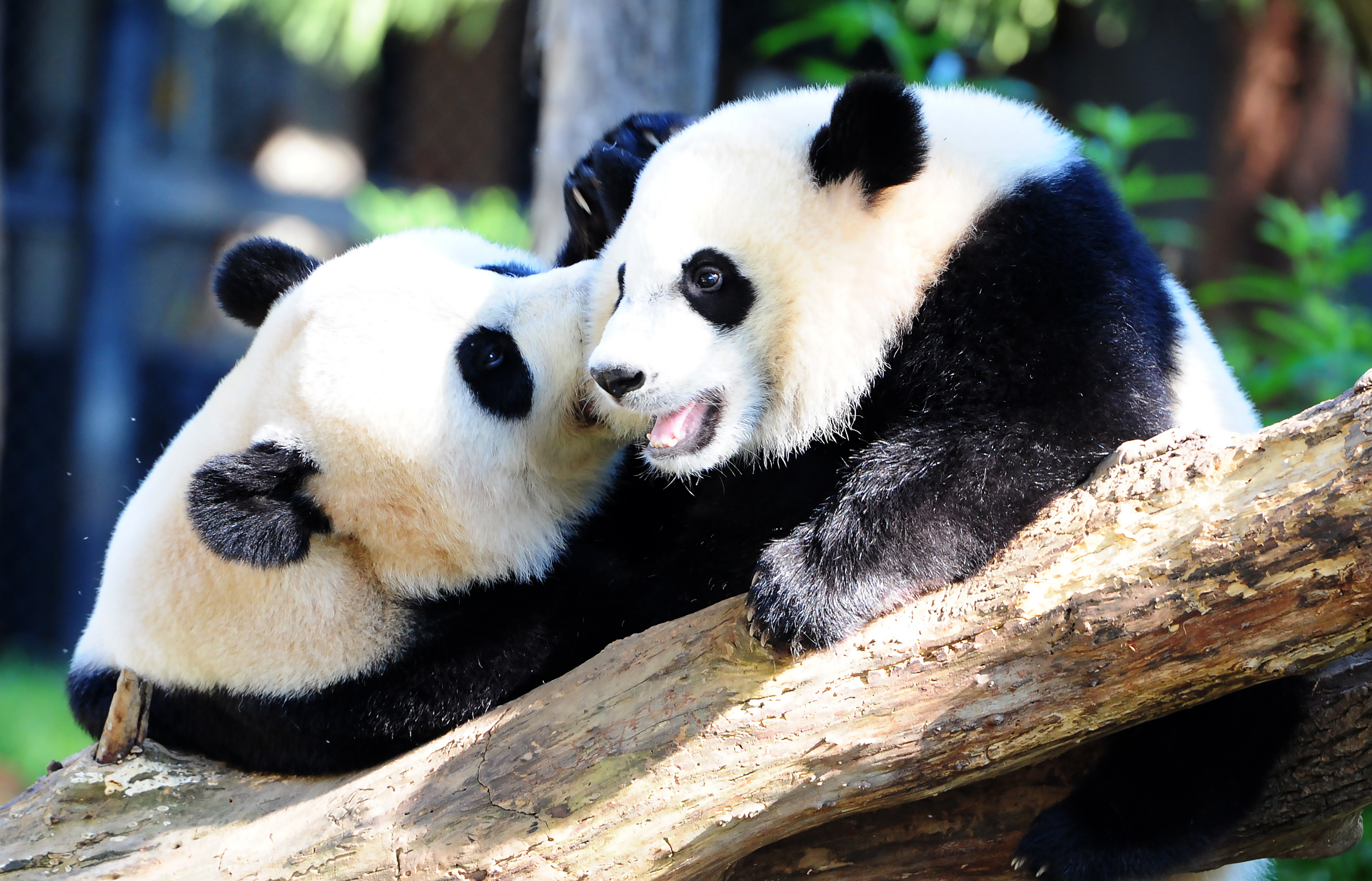 Giant panda Mei Xiang and her cub Bei Bei(R) play in their enclosure August 24, 2016 at the National Zoo in Washington, DC. Bei Bei celebrated his first birthday August 20, 2016. He is part of SinoAmerican panda diplomacy and will have to be sent to the People's Republic of China at the age of 4. / AFP PHOTO / Karen BLEIER