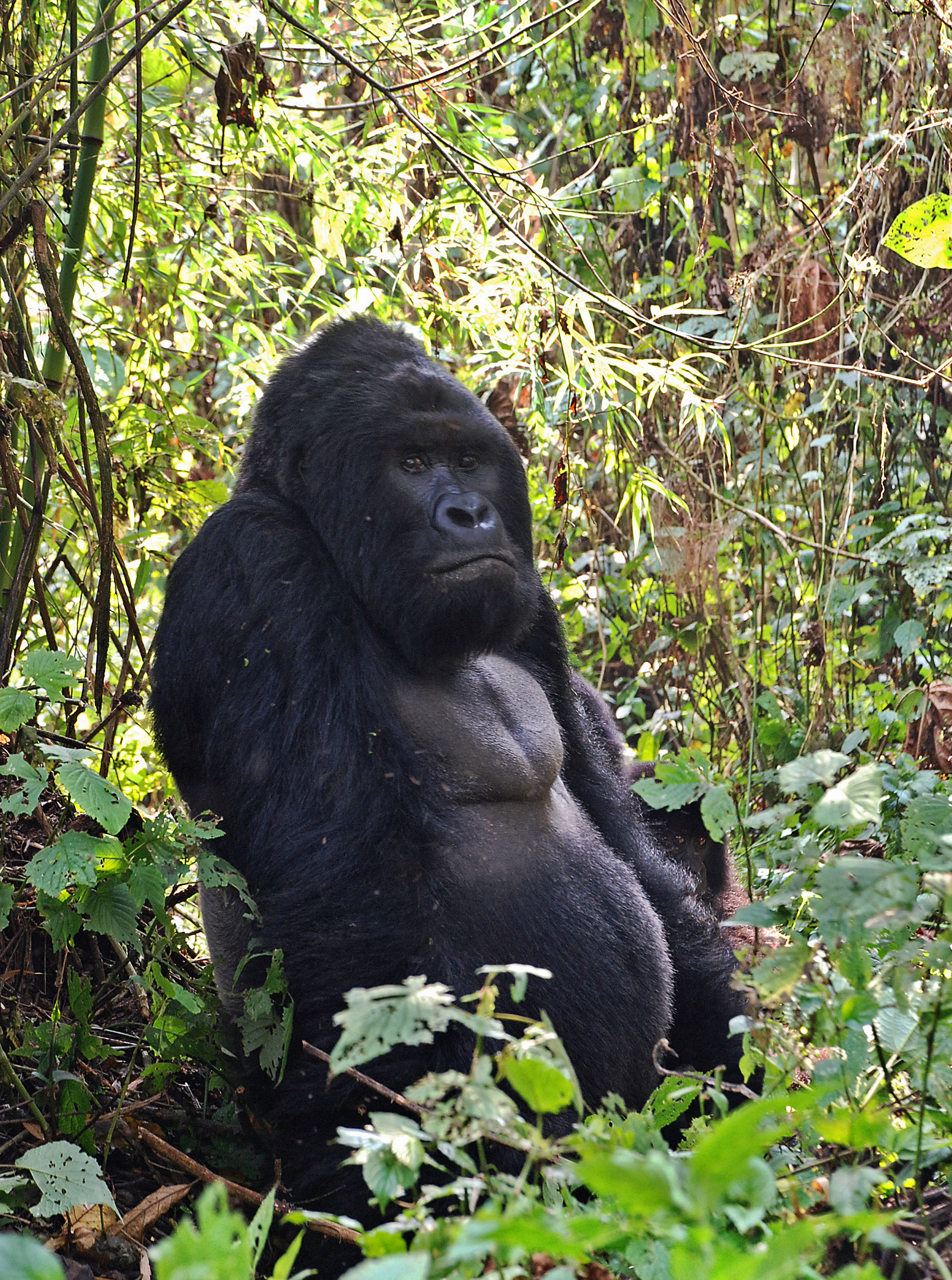 (FILES) This file photo taken on August 1, 2015 shows a male mountain gorilla in the jungle at Bukima in Virunga National Park, eastern Democratic Republic of Congo. The world's largest gorillas have been pushed to the brink of extinction by a surge of illegal hunting in the Democratic Republic of Congo, and are now critically endangered, officials said September 4, 2016. With just 5,000 Eastern gorillas (Gorilla beringei) left on Earth, the majestic species now faces the risk of disappearing completely, officials said at the International Union for Conservation of Nature global conference in Honolulu. / AFP PHOTO / PETER MARTELL