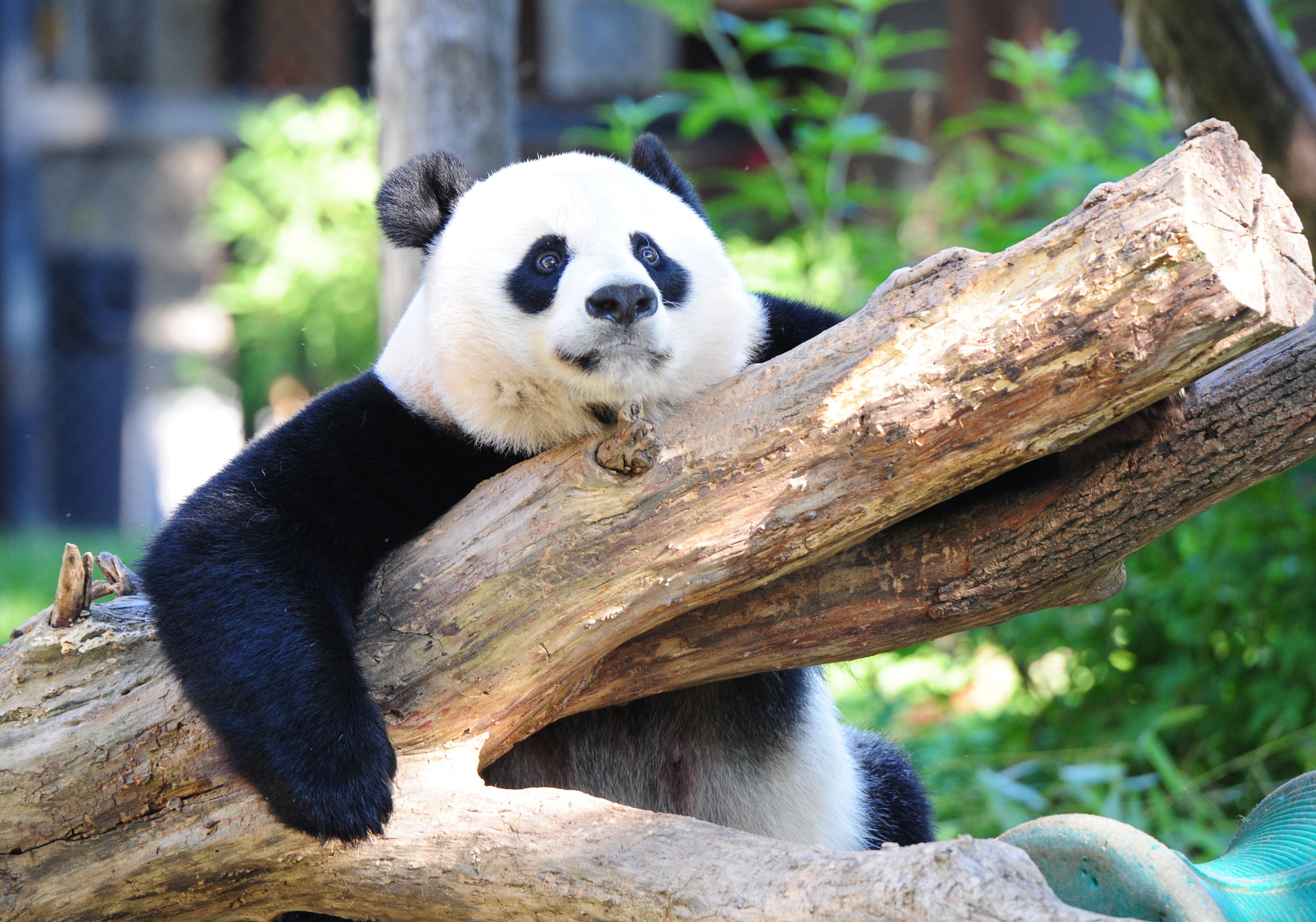 (FILES) This file photo taken on August 24, 2016 shows Giant panda Mei Xiang resting in her enclosure at the National Zoo in Washington, DC. Decades of conservation work in China have paid off for the giant panda, whose status was upgraded September 4, 2016 from "endangered" to "vulnerable" due to a population rebound, officials said. The improvement for the giant panda (Ailuropoda melanoleuca) was announced as part of an update to the International Union for Conservation of Nature (IUCN) Red List, the world's most comprehensive inventory of plants and animals. The latest estimates show a population of 1,864 adult giant pandas. Although exact numbers are not available, adding cubs to the projection would mean about 2,060 pandas exist today, said the IUCN.  / AFP PHOTO / Karen BLEIER