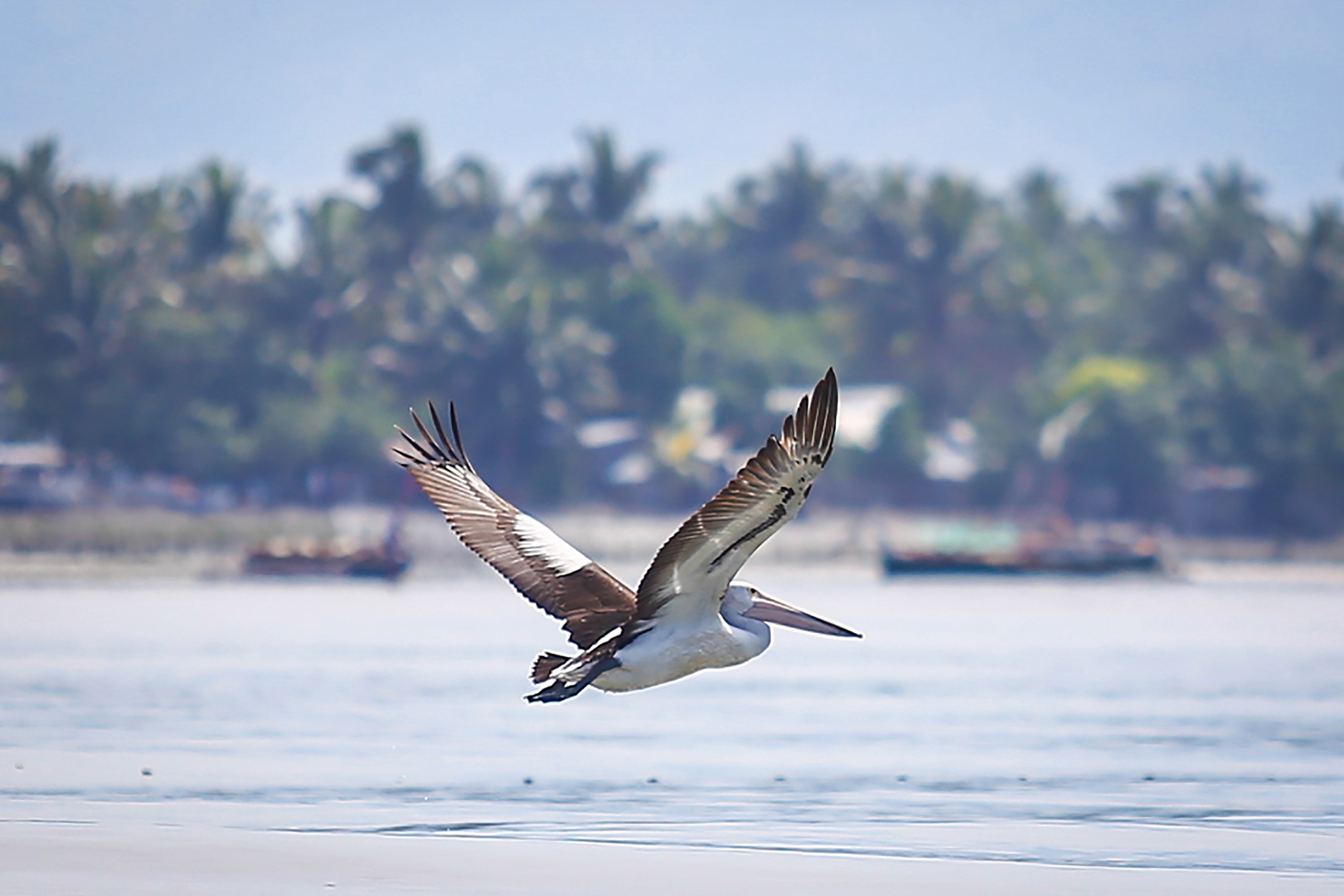 This photo taken on September 12, 2016 shows an Australian white pelican flying over the coastal waters of General Santos City. An Australian pelican that strayed hundreds of kilometres from its nearest known habitat to end up in the Philippines is the first such bird to be seen in the Asian archipelago, wildlife enthusiasts said. / AFP PHOTO / Ferdinandh CABRERA