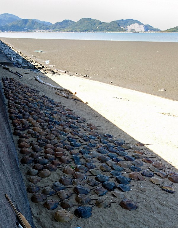 This handout photo taken on August 27, 2016 and released on September 15, 2016 by Kitakyushu City shows collected horseshoe crabs which were washed ashore dead in Kitakyushu, southern Japan. Hundreds of horseshoe crabs -- known as "living fossils" as they are among the earth's oldest creatures -- have washed ashore dead in southern Japan, confounding experts who study the alien-like sidewalkers. Horseshoe crabs, known for their blue blood, are a regular summer visitor to tidal flats in south and western Japan including one near Kitakyushu city where they lay their eggs. / AFP PHOTO / KITAKYUSHU CITY / Handout / RESTRICTED TO EDITORIAL USE - MANDATORY CREDIT "AFP PHOTO / KITAKYUSHU CITY" - NO MARKETING NO ADVERTISING CAMPAIGNS - DISTRIBUTED AS A SERVICE TO CLIENTS == NO ARCHIVE