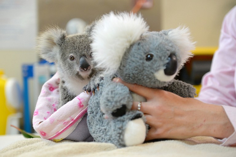 This undated handout photo received from the Australia Zoo on September 19, 2016 shows Shayne, a nine-month-old orphaned baby koala who has found solace cuddling a fluffy toy koala in the absence of his dead mum, as he recovers from the trauma of her death. The baby was taken to the Australia Zoo Wildlife Hospital, run by the family of "Crocodile Hunter" Steve Irwin, where doctors said he was overcoming his terrifying ordeal with the help of a toy koala as he learns to be independent. / AFP PHOTO / AUSTRALIA ZOO / Ben Beaden / RESTRICTED TO EDITORIAL USE - MANDATORY CREDIT "AFP PHOTO / AUSTRALIA ZOO / BEN BEADEN" - NO MARKETING NO ADVERTISING CAMPAIGNS - DISTRIBUTED AS A SERVICE TO CLIENTS  - NO ARCHIVE