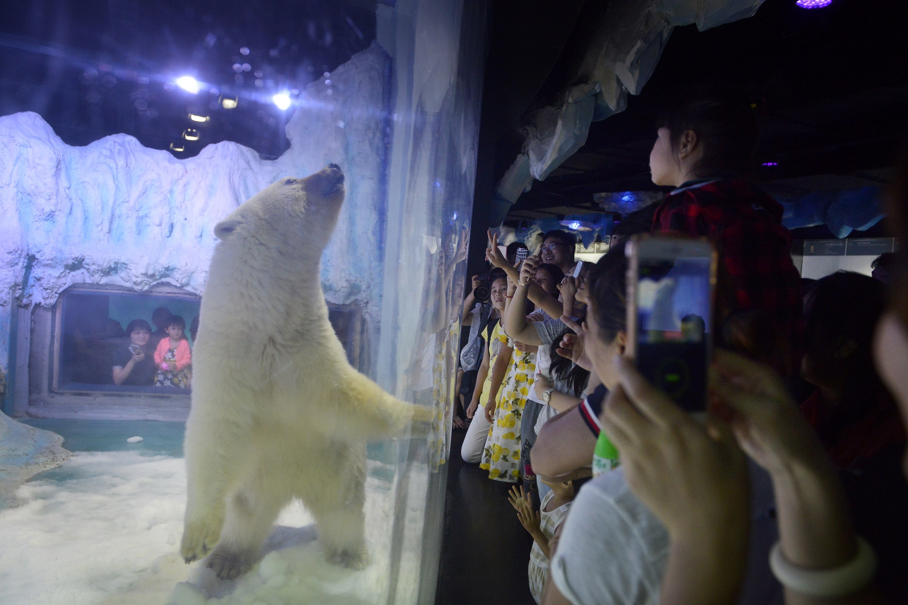 This picture taken on July 24, 2016 shows visitors taking photos of a polar bear inside its enclosure at the Grandview Mall Aquarium in the southern Chinese city of Guangzhou. A Chinese aquarium holding a forlorn-looking polar bear named Pizza said on September 20 it has "no need" for foreign interference, after activists offered to move the animal to a British zoo. / AFP PHOTO / -