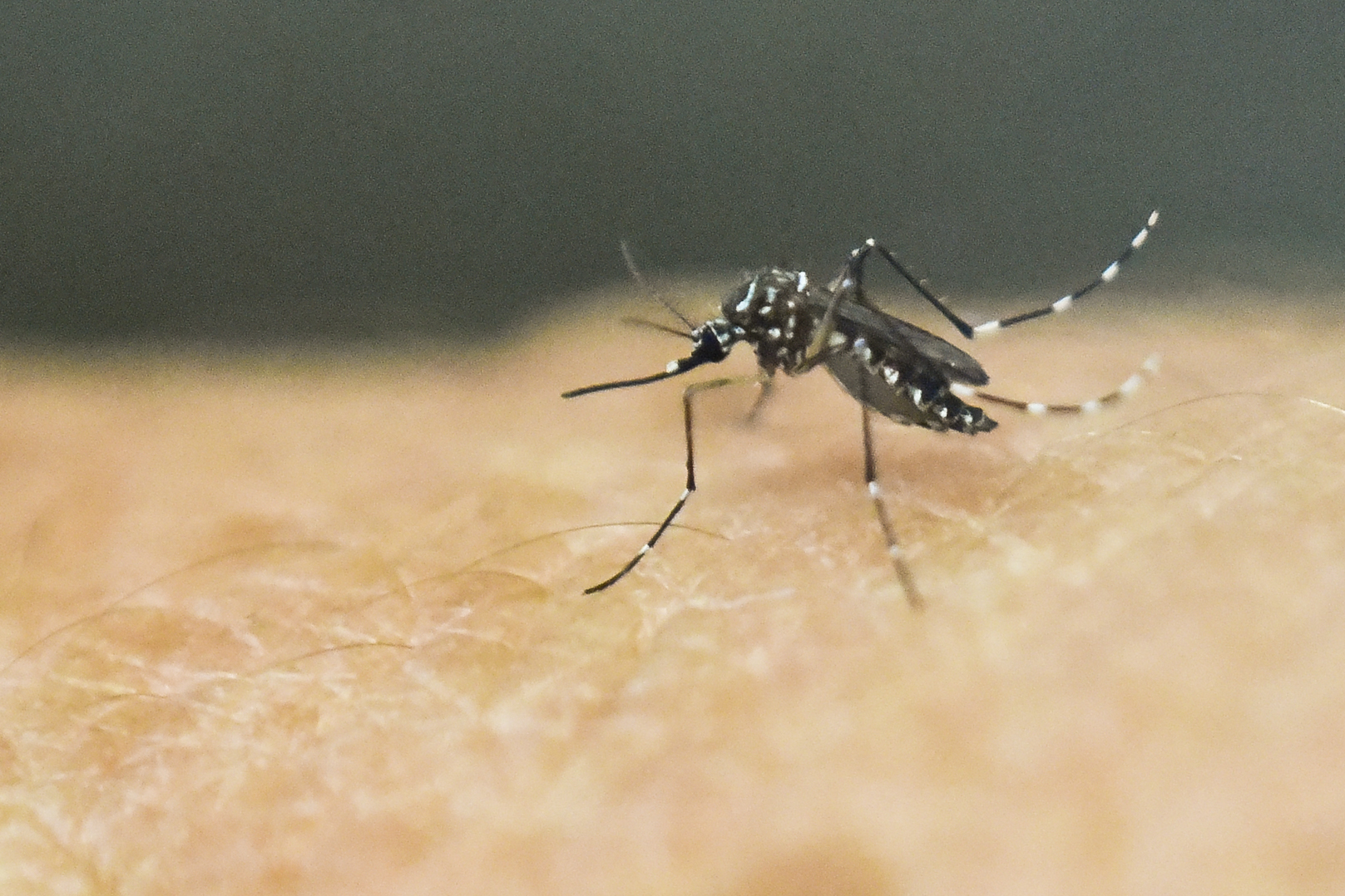 An Aedes Aegypti mosquito is photographed on human skin in a lab of the International Training and Medical Research Training Center (CIDEIM) on January 25, 2016, in Cali, Colombia. CIDEIM scientists are studying the genetics and biology of Aedes Aegypti mosquito which transmits the Zika, Chikungunya, Dengue and Yellow Fever viruses, to control their reproduction and resistance to insecticides. The Zika virus, a mosquito-borne disease suspected of causing serious birth defects, is expected to spread to all countries in the Americas except Canada and Chile, the World Health Organization said. AFP PHOTO/LUIS ROBAYO / AFP PHOTO / LUIS ROBAYO