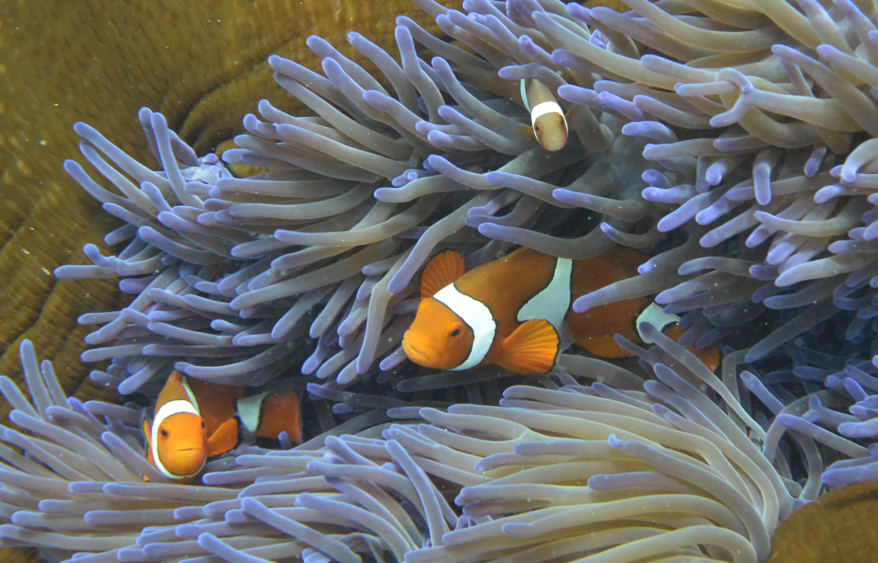 (FILES) This file photo taken on September 22, 2014, shows fish swimming through the coral on Australia's Great Barrier Reef.  Populations of marine mammals, birds, reptiles and fish have dropped by about half in the past four decades, with fish critical to human food suffering some of the greatest declines, WWF warned on September 16, 2015. In a new report, the conservation group cautioned that over-fishing, pollution and climate change had significantly shrunk the size of commercial fish stocks between 1970 and 2010.  AFP PHOTO/William WEST / AFP PHOTO / WILLIAM WEST
