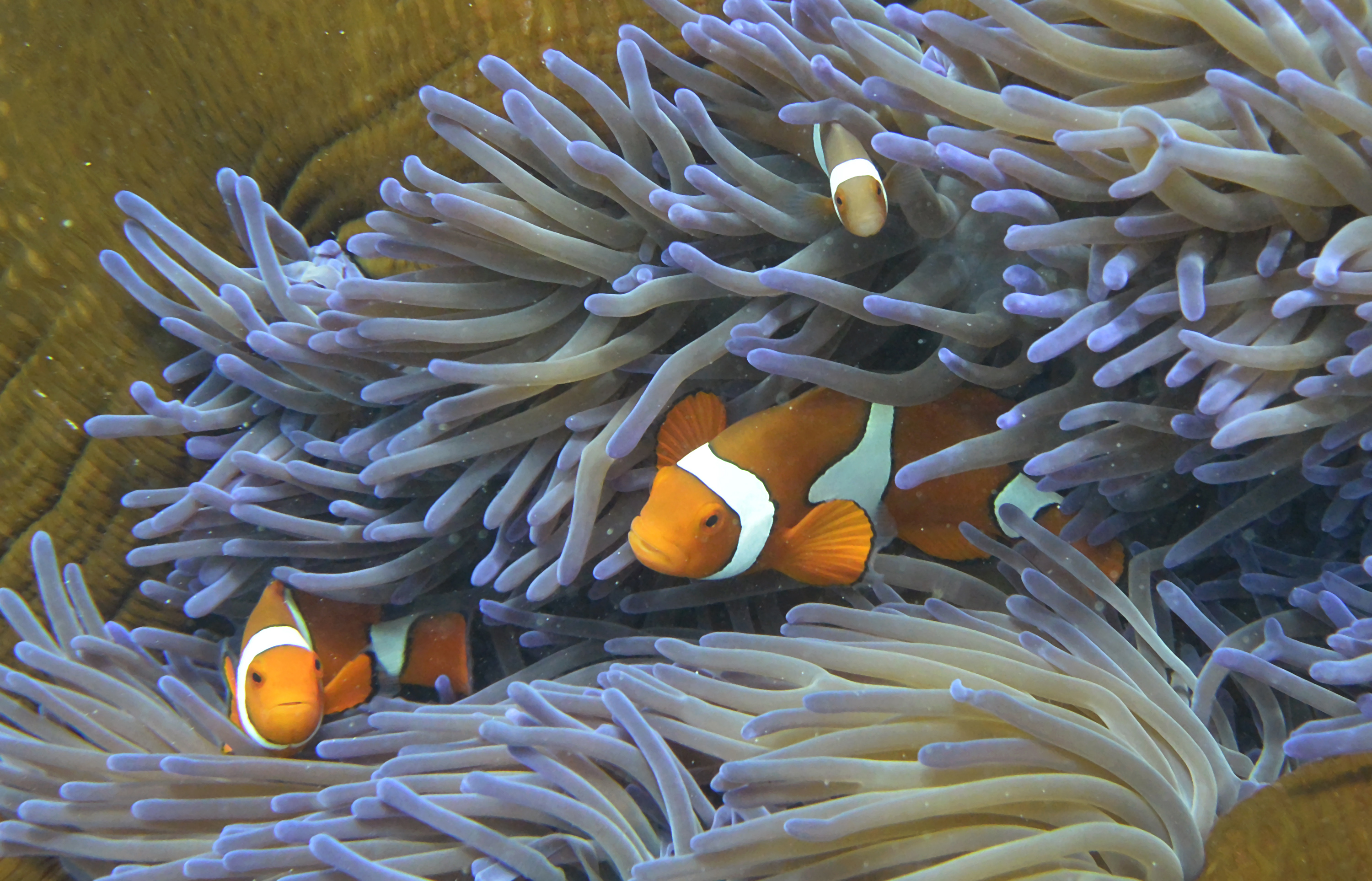 (FILES) This file photo taken on September 22, 2014, shows fish swimming through the coral on Australia's Great Barrier Reef. Populations of marine mammals, birds, reptiles and fish have dropped by about half in the past four decades, with fish critical to human food suffering some of the greatest declines, WWF warned on September 16, 2015. In a new report, the conservation group cautioned that over-fishing, pollution and climate change had significantly shrunk the size of commercial fish stocks between 1970 and 2010. AFP PHOTO/William WEST / AFP PHOTO / WILLIAM WEST