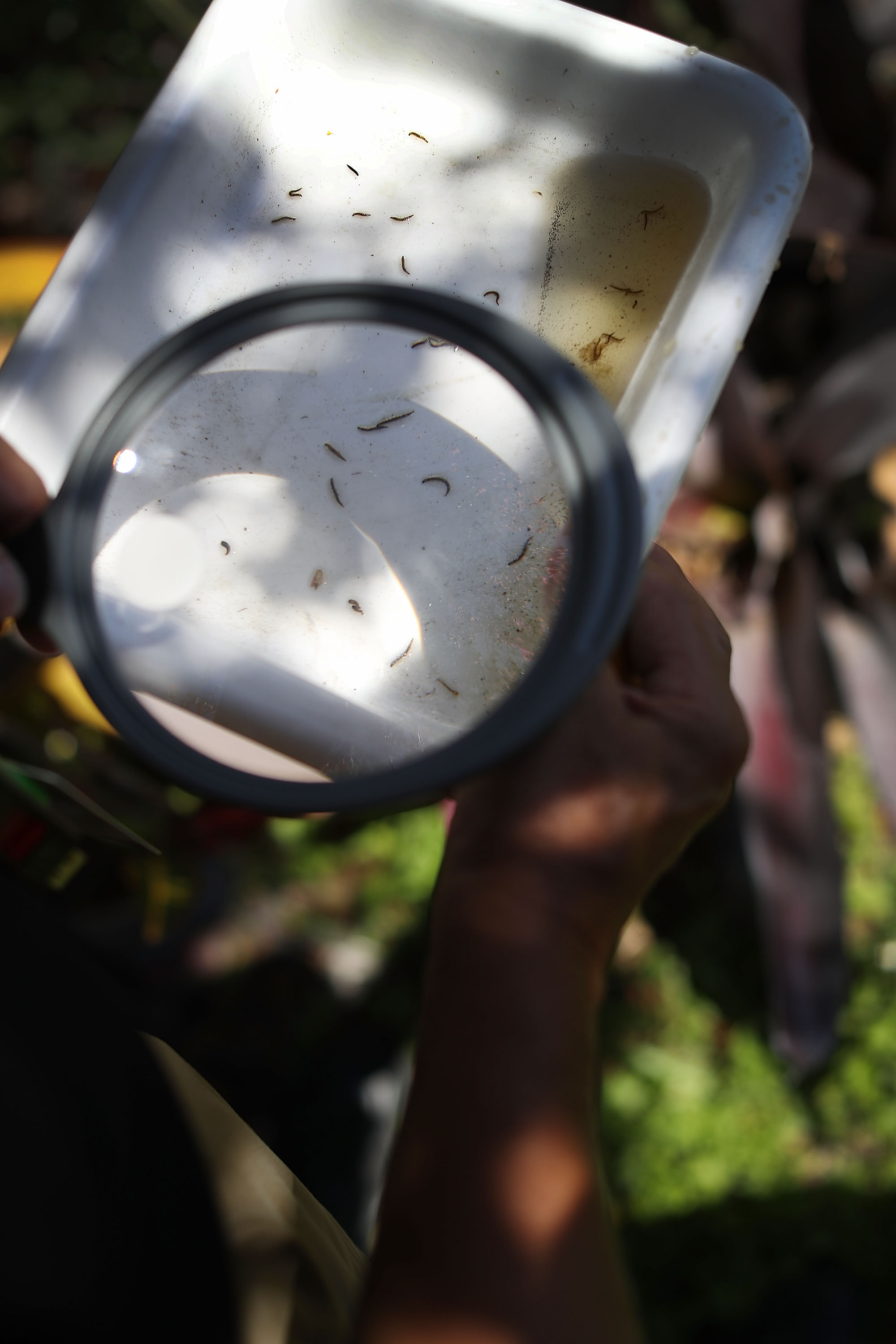 MIAMI, FL - MAY 26: Chalmers Vasquez, the Miami-Dade County mosquito control operations manager, uses a magnifying glass to see if mosquito larva is in a body of water as his department works on eradicating the mosquitos as the county continues to be proactive in fighting a possible Zika virus outbreak on May 26, 2016 in Miami, Florida. Florida Health officials indicate the statewide total of people infected by the disease is 158 with all of Florida's cases being acquired by people traveling outside the country. Joe Raedle/Getty Images/AFP