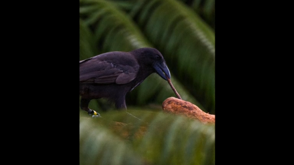 A critically endangered species of crow from Hawaii displays remarkable expertise in using small sticks to wrangle a meal, joining a small and elite group of animals that use tools. (Photo captured from Reuters video)