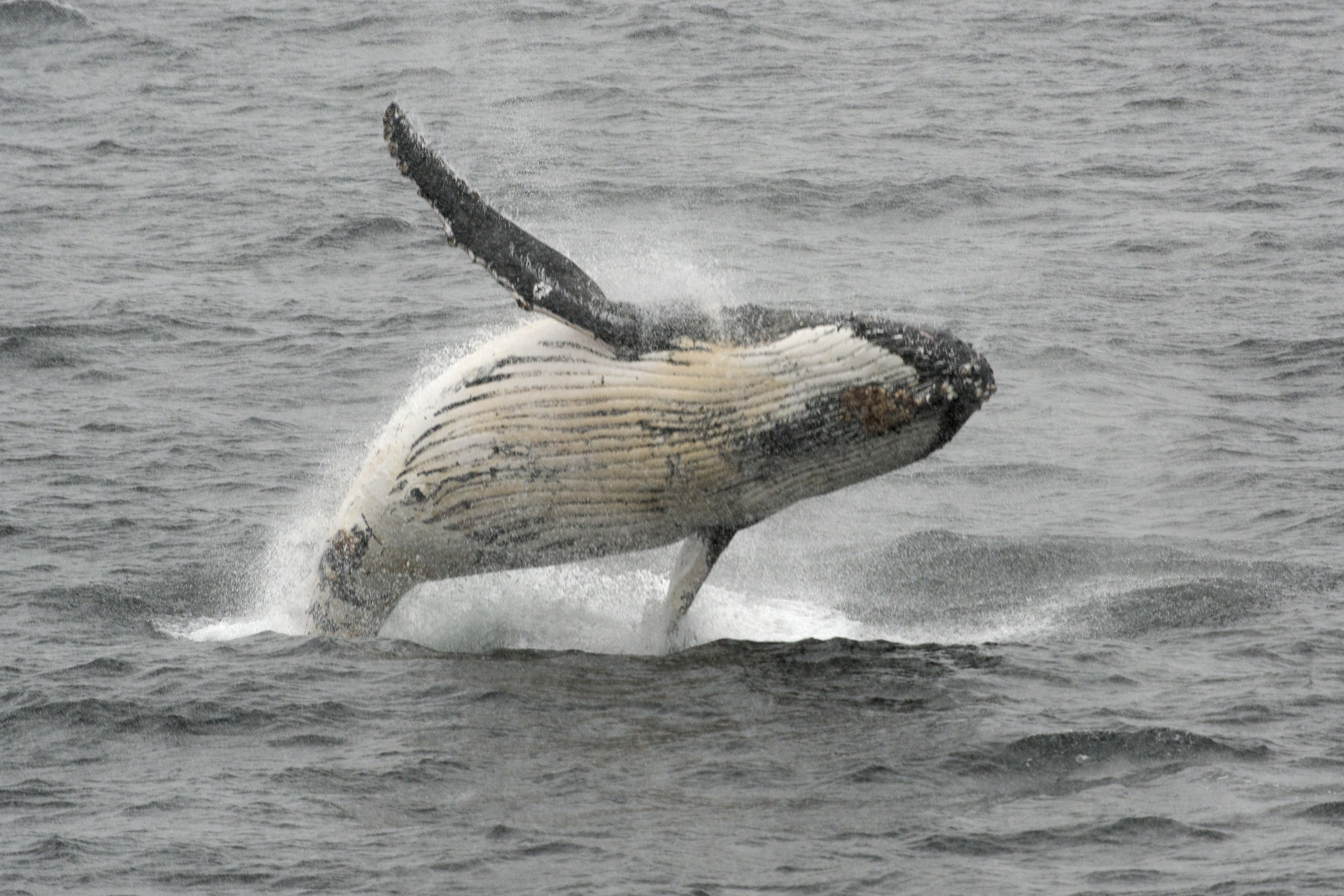 A humpback whale jumps out of the water in the western Antarctic peninsula, on March 05, 2016.  Waddling over the rocks, legions of penguins hurl themselves into the icy waters of Antarctica, foraging to feed their young. Like seals and whales, they eat krill, an inch-long shrimp-like crustacean that forms the basis of the Southern Ocean food chain. But penguin-watchers say the krill are getting scarcer in the western Antarctic peninsula, under threat from climate change and fishing.   / AFP PHOTO / EITAN ABRAMOVICH