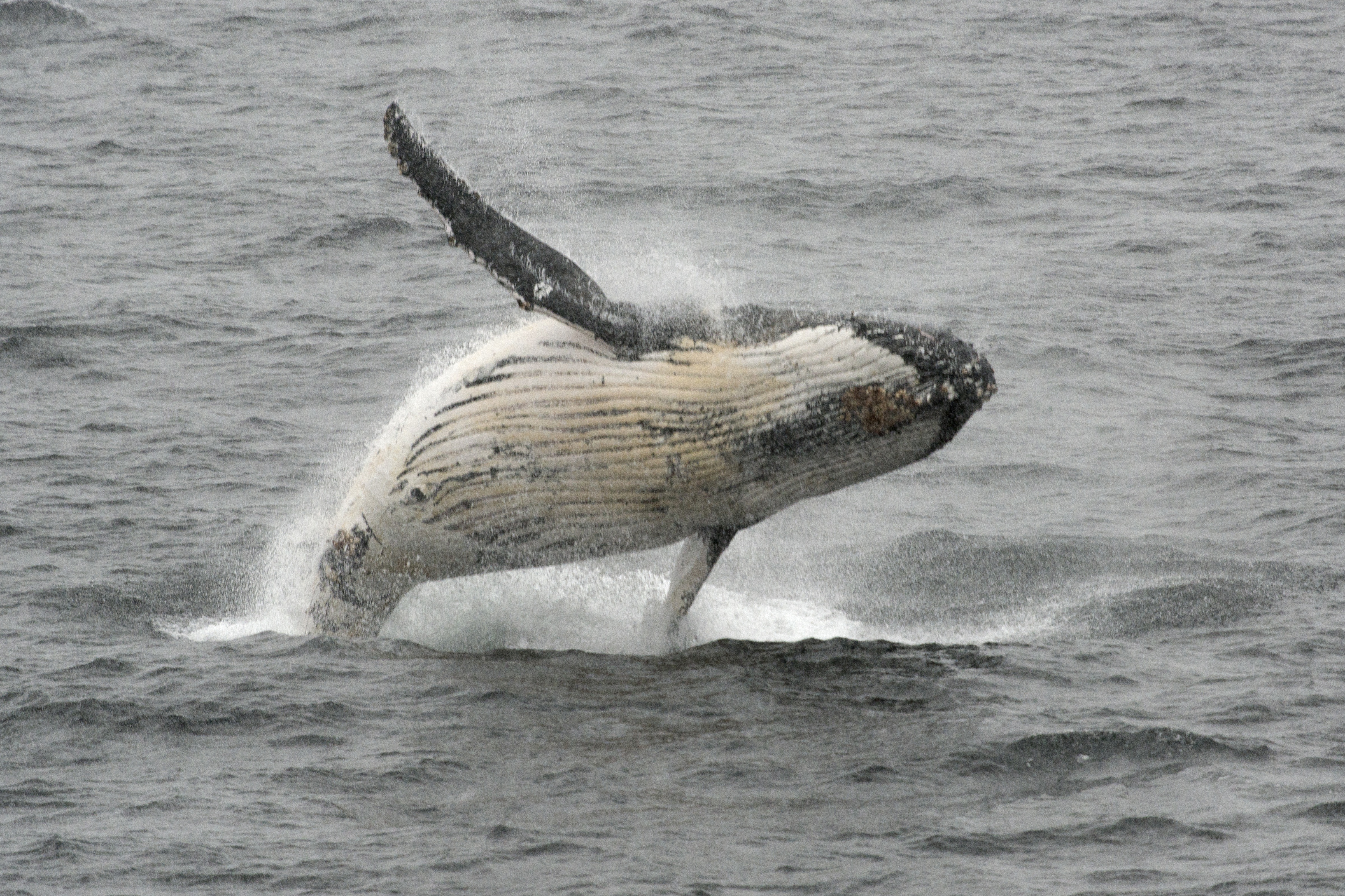A humpback whale jumps out of the water in the western Antarctic peninsula, on March 05, 2016. Waddling over the rocks, legions of penguins hurl themselves into the icy waters of Antarctica, foraging to feed their young. Like seals and whales, they eat krill, an inch-long shrimp-like crustacean that forms the basis of the Southern Ocean food chain. But penguin-watchers say the krill are getting scarcer in the western Antarctic peninsula, under threat from climate change and fishing. / AFP PHOTO / EITAN ABRAMOVICH