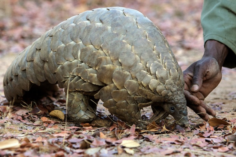 pangolin