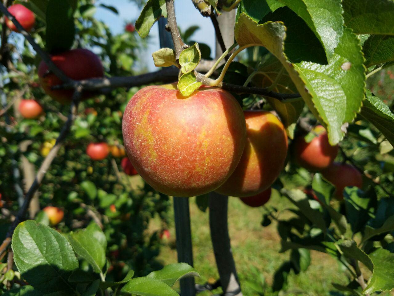 Apples waiting to be picked on a hot summer day in Poolesville, Maryland Photo by Geoffrey Nolasco (Eagle News Washington D.C. Bureau)