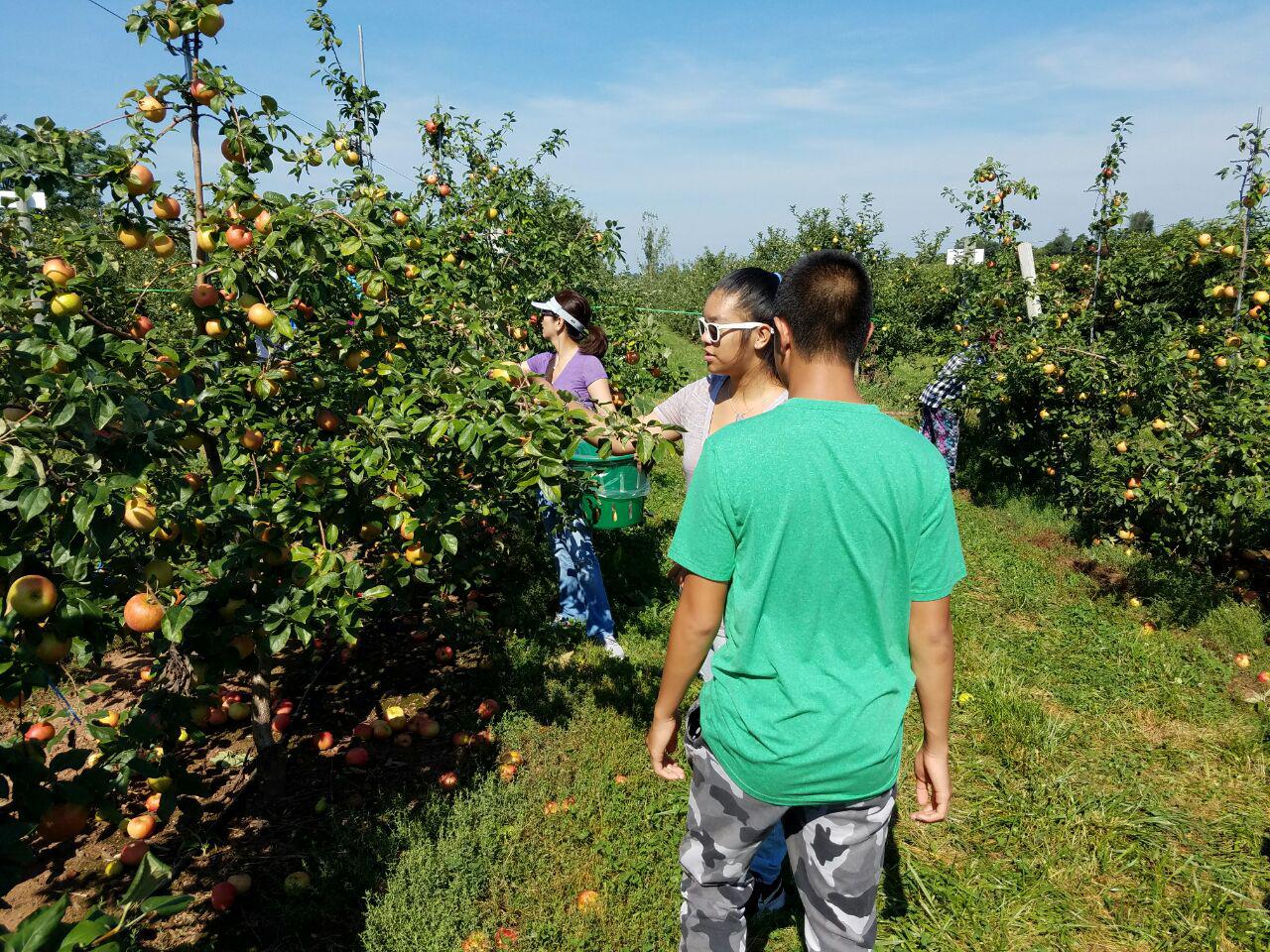 Apple pickers took advantage of the last weekend before the schoolyear began in Maryland. Photo by Geoffrey Nolasco (Eagle News Washington D.C. Bureau)