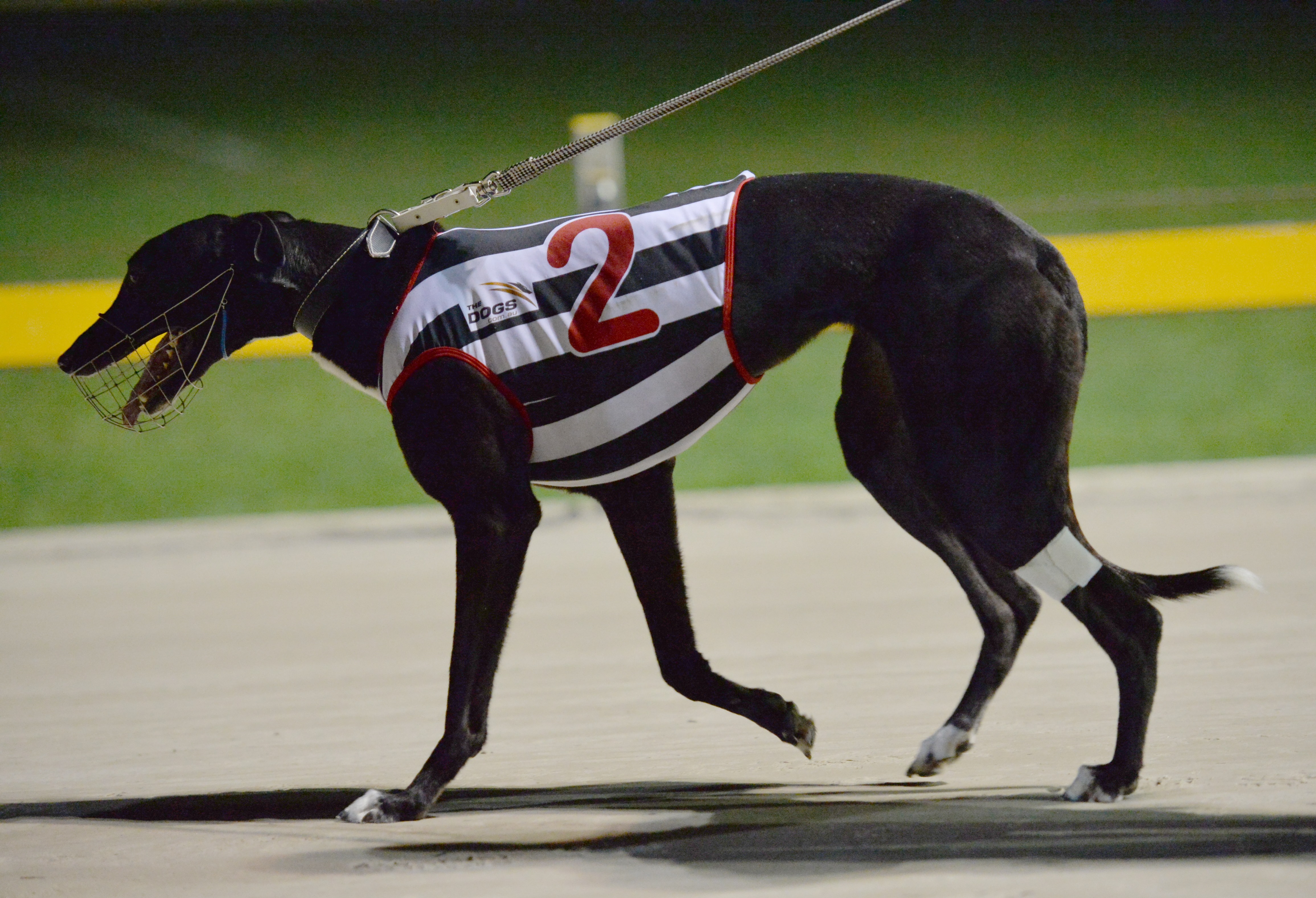 In this photo taken on August 2, 2014 shows a greyhound being paraded by its owner before a race at Wentworth Park in Sydney. Australia's greyhound industry was reeling on July 7, 2016 after the state of New South Wales banned the sport after a string of scandals including "live baiting" and the slaughter of tens of thousands of dogs. / AFP PHOTO / PETER PARKS / IMAGE STRICTLY FOR EDITORIAL USE - STRICTLY NO COMMERCIAL USE
