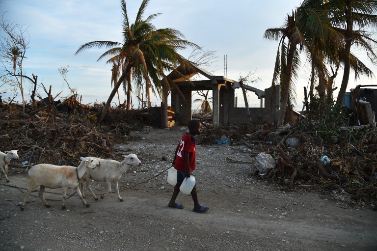 A boy walks with goats past destroyed houses in a street in the small village of Labey, in the commune of Chadonyer, in Les Cayes, in the south west of Hiti, October 11, 2016.  Haiti faces a humanitarian crisis that requires a "massive response" from the international community, the United Nations chief said Monday, with at least 1.4 million people needing emergency aid following last week's battering by Hurricane Matthew. The storm left at least 372 dead in the impoverished Caribbean nation, with the toll likely to rise sharply as rescue workers reach previously inaccessible areas. / AFP PHOTO / HECTOR RETAMAL