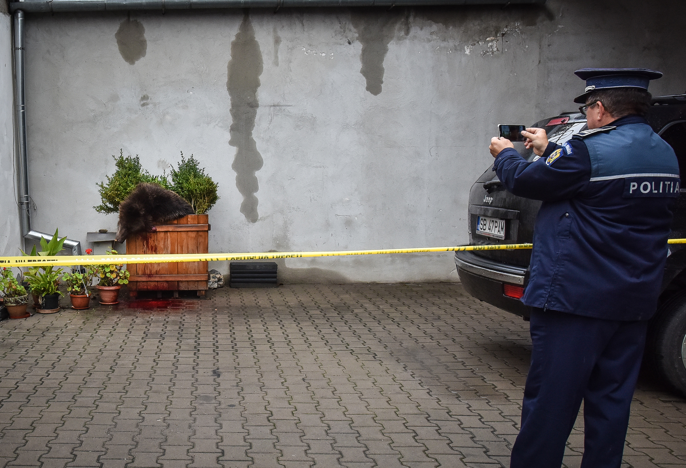 A policeman takes pictures of a bear lying in a flower box after he was shot dead in downtown Sibiu, Romania, on October 12, 2016. The brown bear has walked several hours in the morning through central Sibiu before being shot, local authorities said. The bear, which weighed about 160 kilos, was spotted outside the town hall and on the market square of this city designated European Capital of Culture in 2007. / AFP PHOTO / SILVANA ARMAT