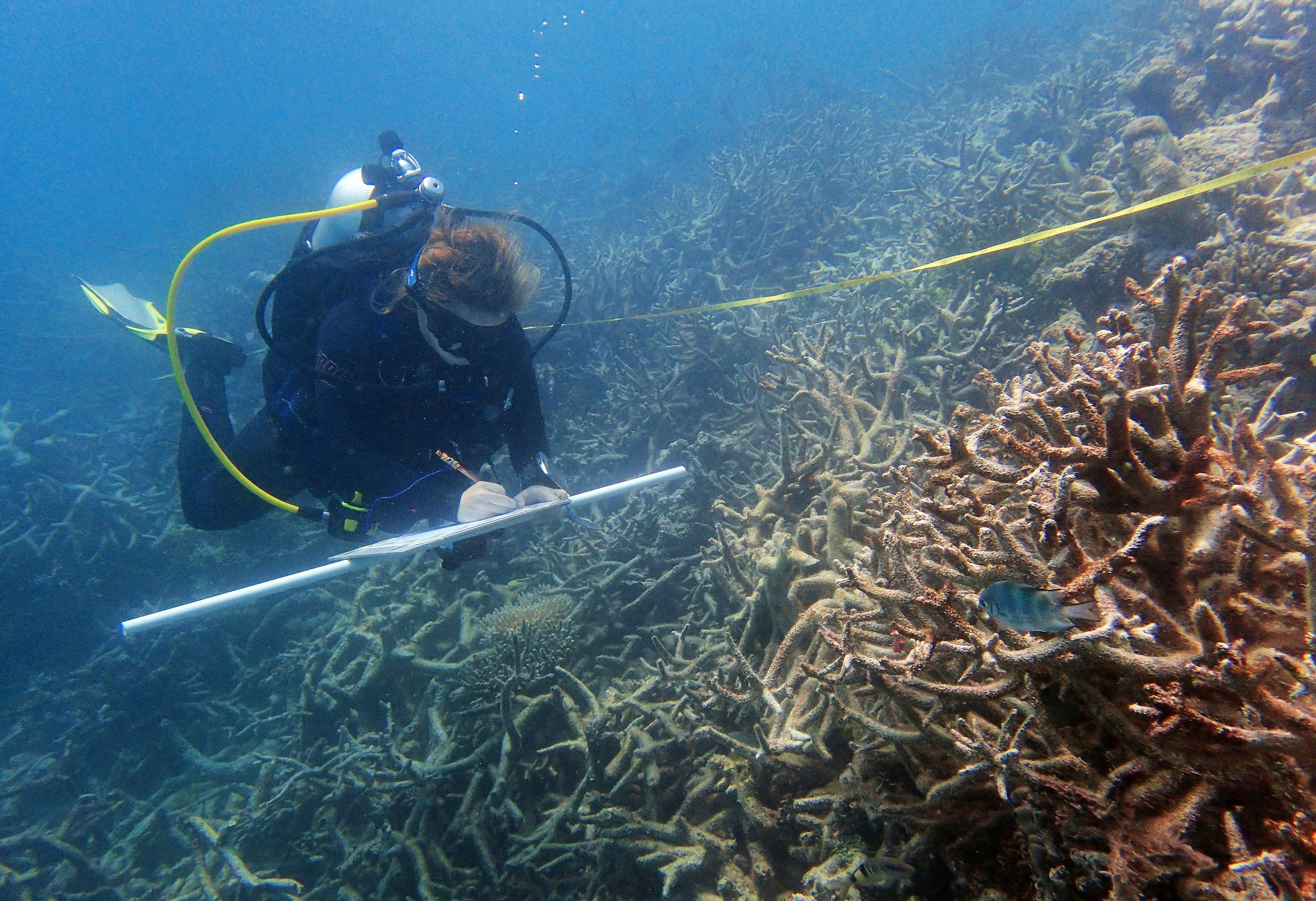 An undated handout photo received from the Australian Research Council Centre of Excellence for Coral Reef Studies on October 26, 2016 shows coral surveyor Margaux Hein swimming over a field of recently dead branching corals near Lizard Island. More corals are dying and others are succumbing to disease and predators after the worst-ever bleaching on Australia's iconic Great Barrier Reef, scientists said on October 26. / AFP PHOTO / Australian Research Council Centre of Excellence for Coral Reef Studies / Greg Torda / RESTRICTED TO EDITORIAL USE - MANDATORY CREDIT "AFP PHOTO / AUSTRALIAN RESEARCH COUNCIL CENTRE OF EXCELLENCE FOR CORAL REEF STUDIES / Greg TORDA" - NO MARKETING NO ADVERTISING CAMPAIGNS - DISTRIBUTED AS A SERVICE TO CLIENTS - NO ARCHIVES