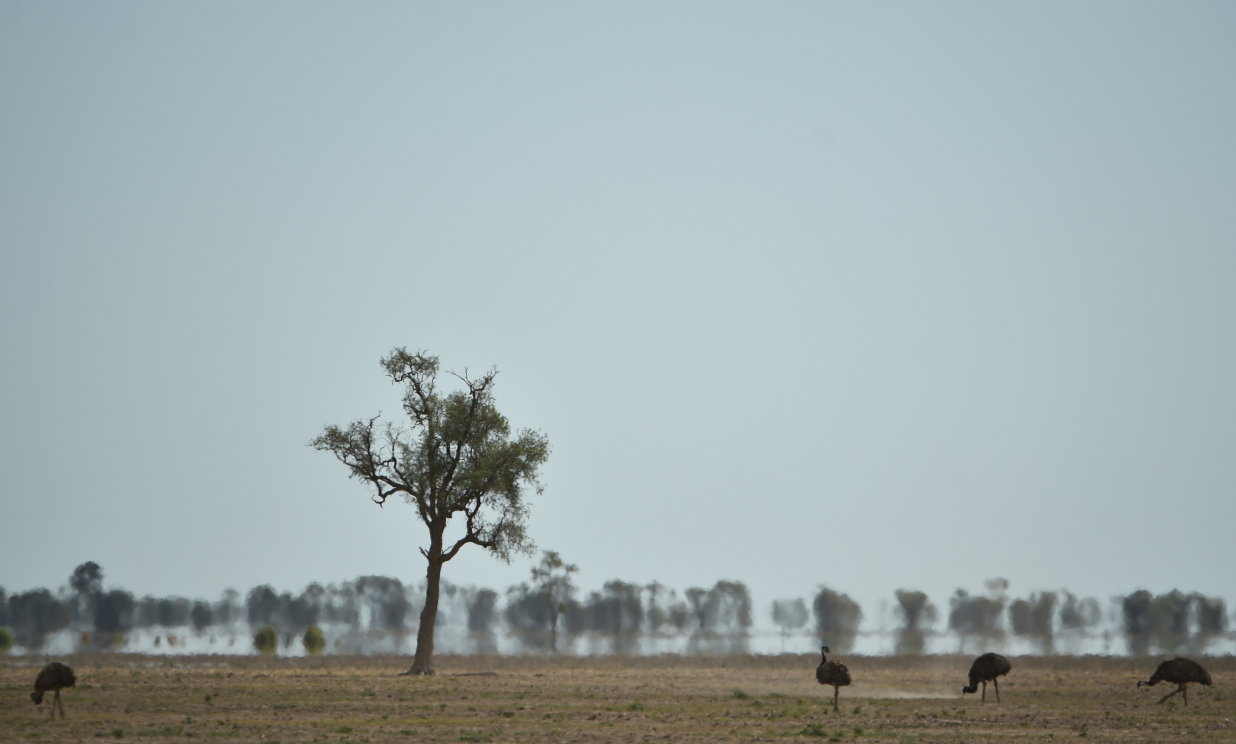 (FILES)-- This file photo taken on February 12, 2015 shows emus, an Australian flightless bird, looking for food in the dry earth near the Australian agricultural town of Walgett, 650 kilometres northwest of Sydney. Australia is set to experience more heatwaves, with record-breaking hot weather becoming "normal" across the continent as climate change pushes up land and sea temperatures, a government report warned on October 27. / AFP PHOTO / PETER PARKS