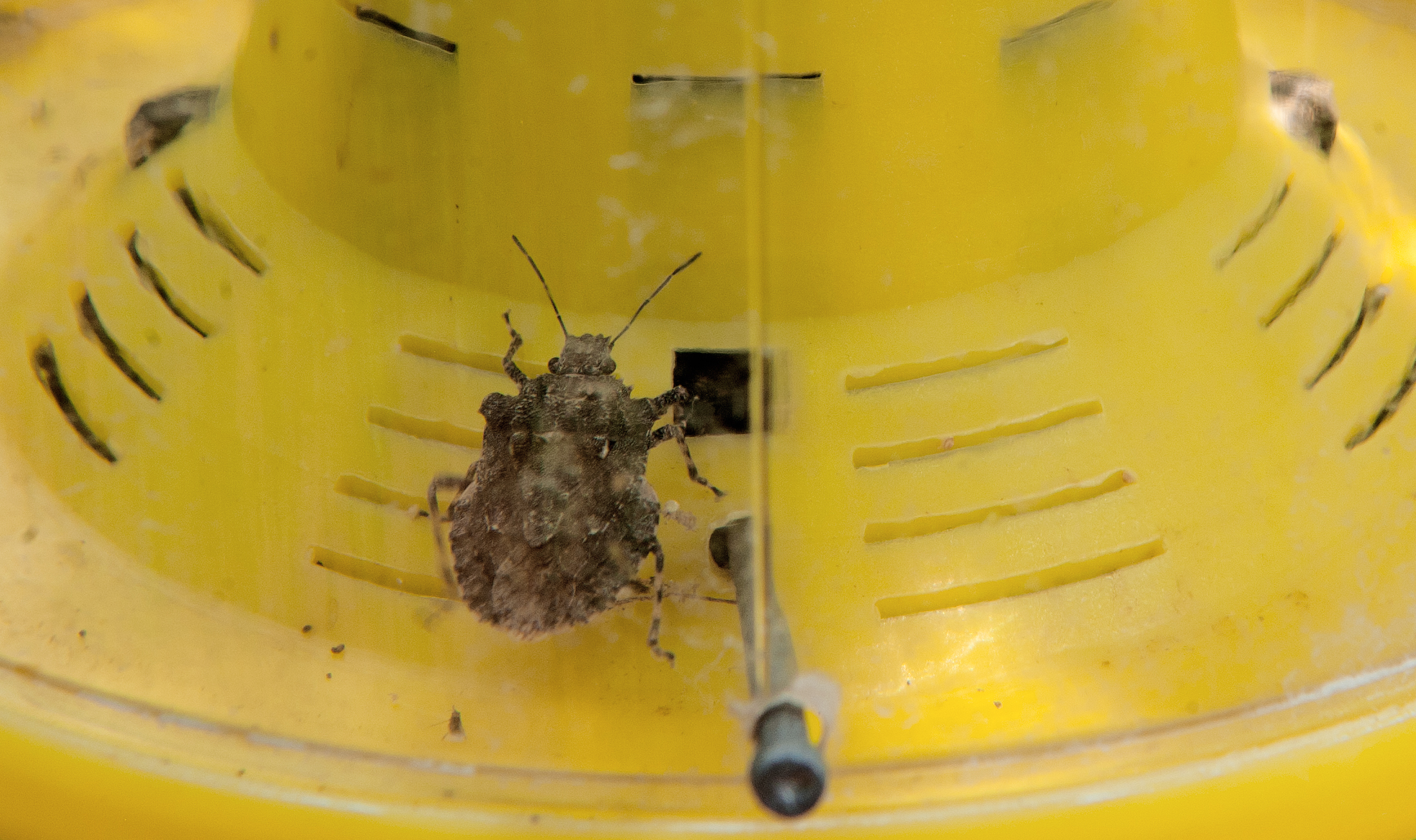 To go With AFP Story by Kerry Sheridan The brown marmorated stink bug, an invasive insect species from Asia, is seen in a trap on the Catoctin Mountain Orchard June 17, 2011, in Thurmont, Maryland. The stink bug has become a serious pest in fruit-growing regions damaging cherries, peaches and plums by inserting their sucking mouth parts into tender fruit, causing ugly scarring called "cat facing". Each female will lay enough eggs to make another 400 stink bugs. A stink bug from Asia is chomping up US vegetable fields, orchards and vineyards, causing experts to scramble through an arsenal of weapons to try and halt this stealthy, smelly predator. Pesticides, parasites and traps have all been tried but none have succeeded in killing off the brown marmorated stink bug, which first surfaced in the northeastern United States in 1996 and has since spread to 33 states. AFP Photo/Paul J. Richards / AFP PHOTO / PAUL J. RICHARDS