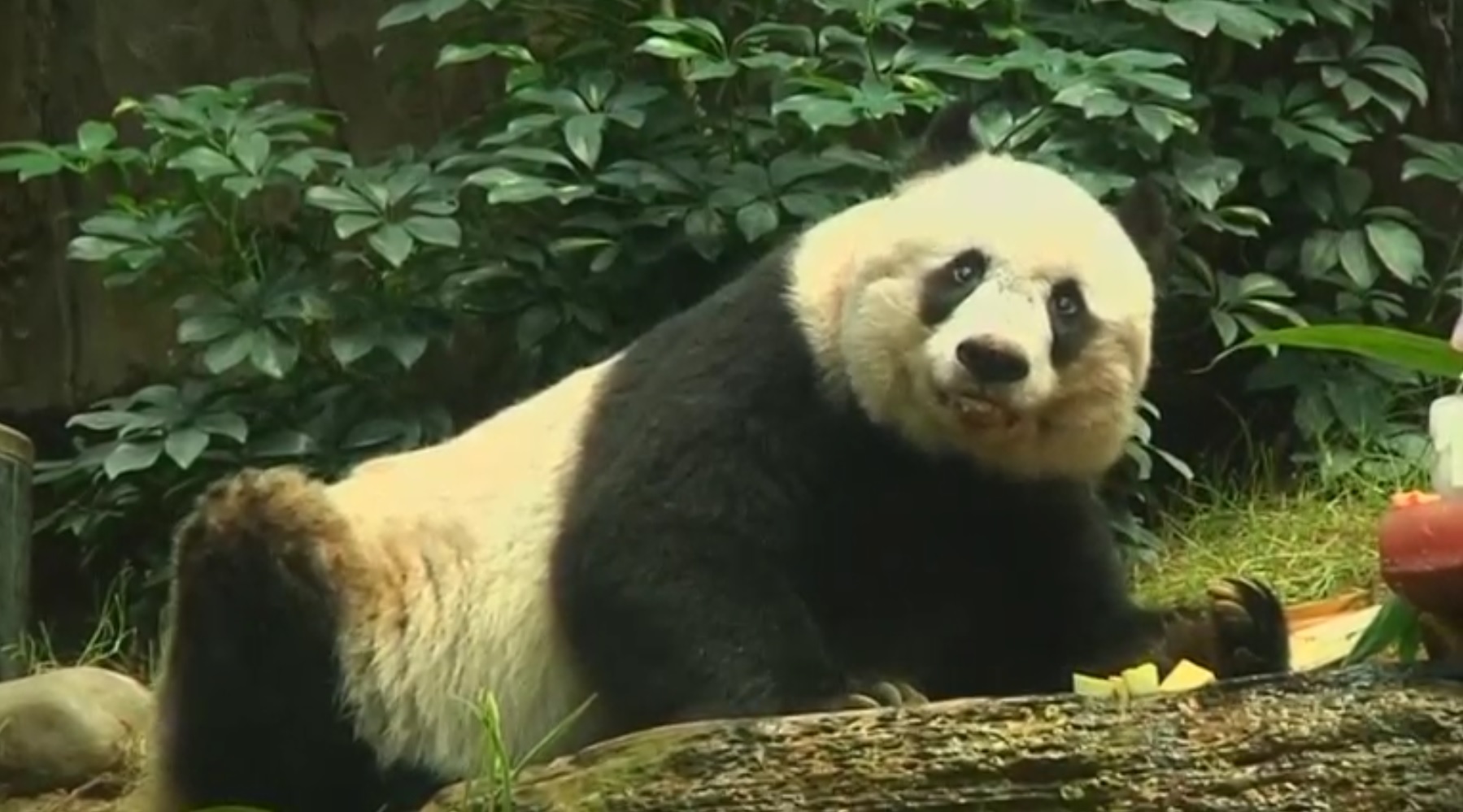 World's oldest giant panda in captivity dies in Hong Kong age 38. (Photo grabbed from Reuters video)