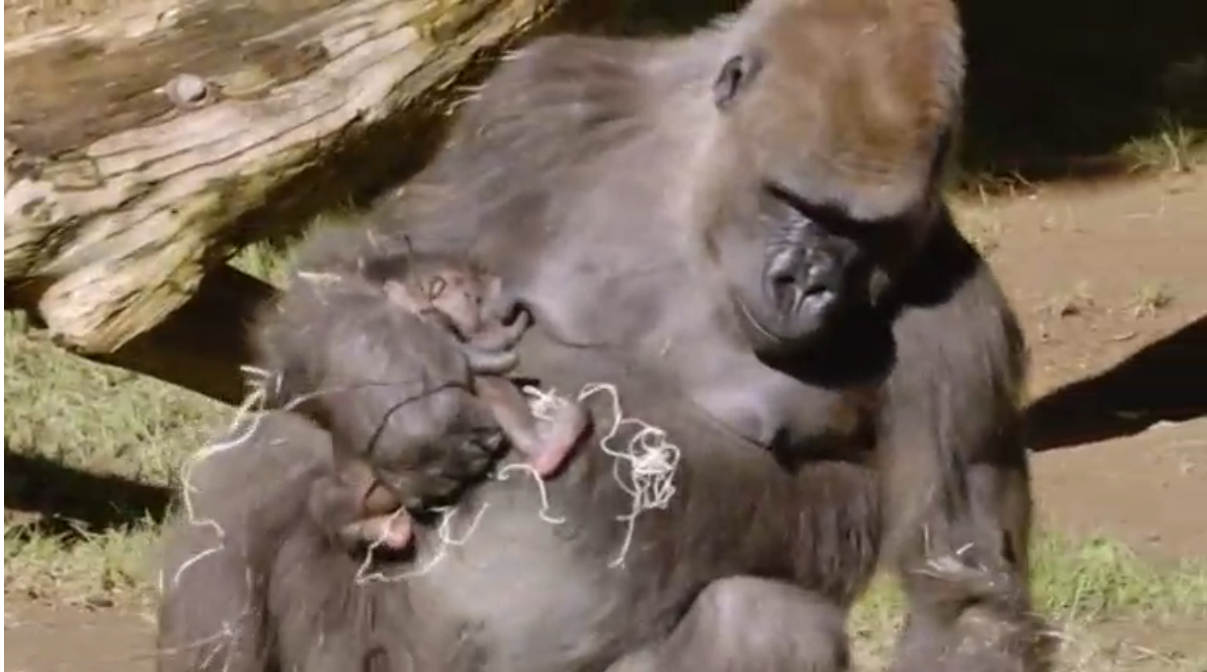 A female western lowland gorilla, a member of a critically endangered species, is born in San Diego.  (Photo grabbed from Reuters video)