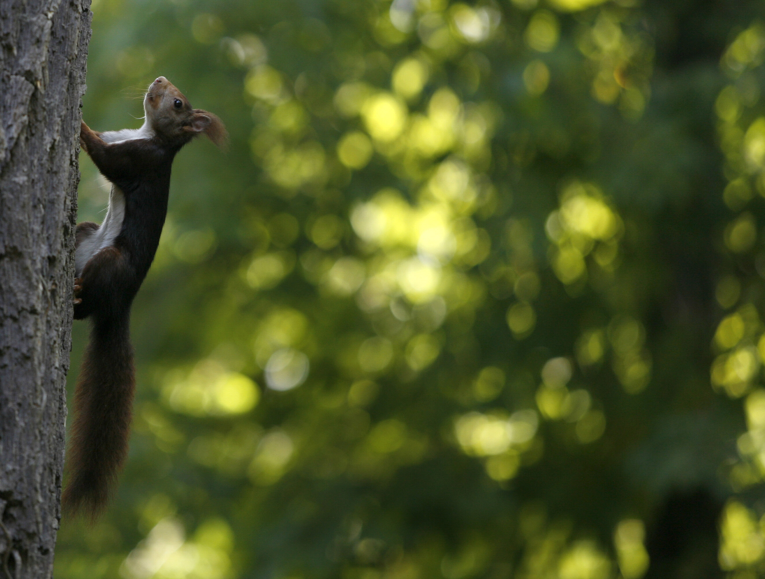 A red squirrel climbs a tree at the Royal park in Aranjuez, 29 October 2007. / AFP PHOTO / PEDRO ARMESTRE
