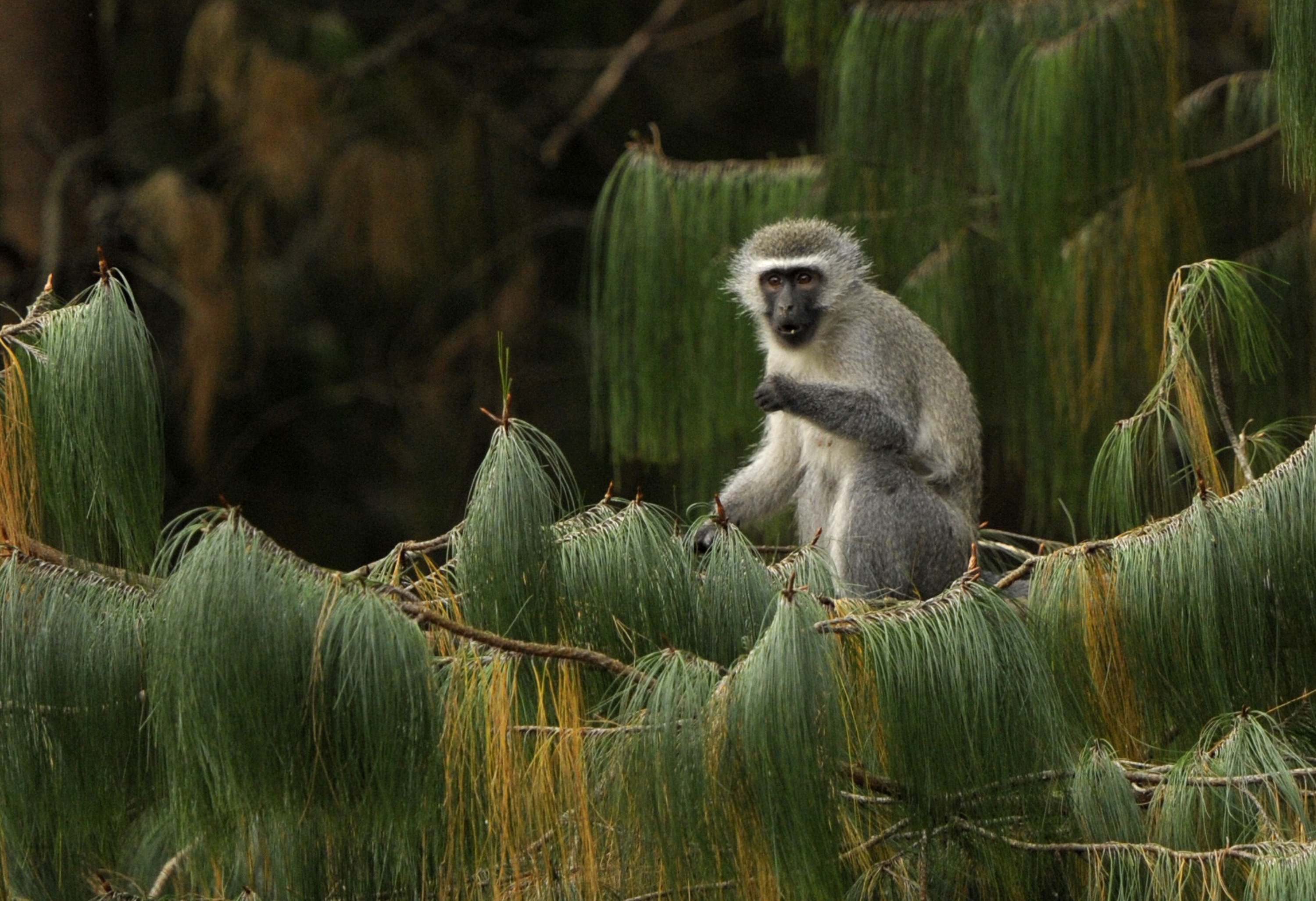 A female vervet monkey eats while seated on a pine branch in Balgowan on June 27, 2010 near Paraguay's squad base camp, during a closed training session day, ahead of the team's South Africa 2010 World Cup round of 16 match against Japan in Pretoria on June 29. AFP PHOTO / JUAN MABROMATA / AFP PHOTO / JUAN MABROMATA