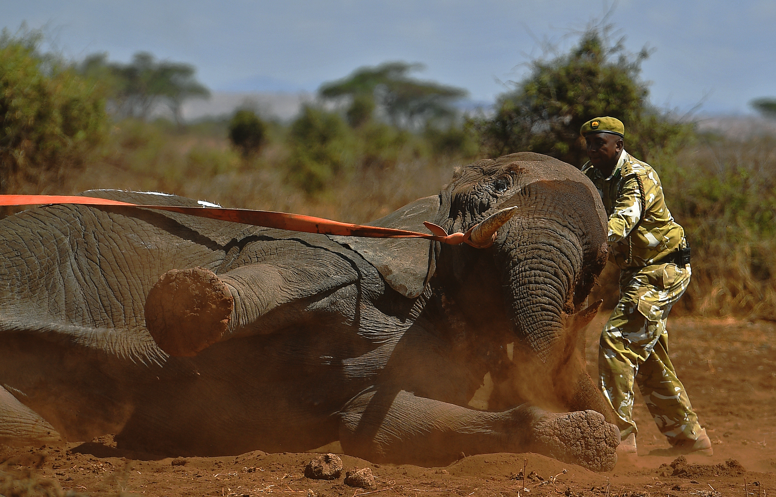 An elephant wearing a fitted electronic collar begins to wake up as its tranquilizer is reversed by vets at the Amboseli National Park on November 2, 2016.  The International Fund for Animal Welfare (IFAW) is collaring two young male elephants from the Amboseli region to better understand their migration routes. As Kenya's population increases dramatically every year more land traditionally used by elephants as routes is being populated and developed and elephants have been impacted. IFAW intends to study data from the collared elephants movements to plot how this impact affects them. / AFP PHOTO / CARL DE SOUZA