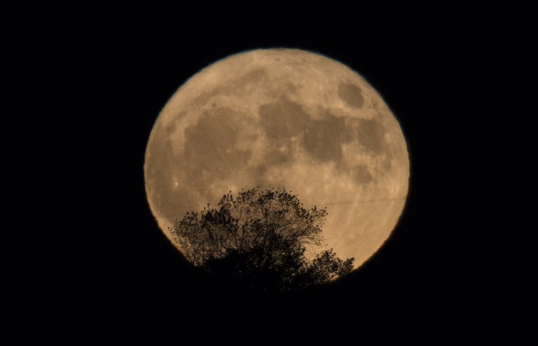The "supermoon" rises over a tree in Santiago de Compostela, on November 14, 2016.  The phenomenon happens when the moon is full at the same time as, or very near, perigee -- its closest point to Earth on an elliptical, monthly orbit. It was the closest to Earth since 1948 at a distance of 356,509 kilometres (221,524 miles), creating what NASA described as "an extra-supermoon".  / AFP PHOTO / MIGUEL RIOPA