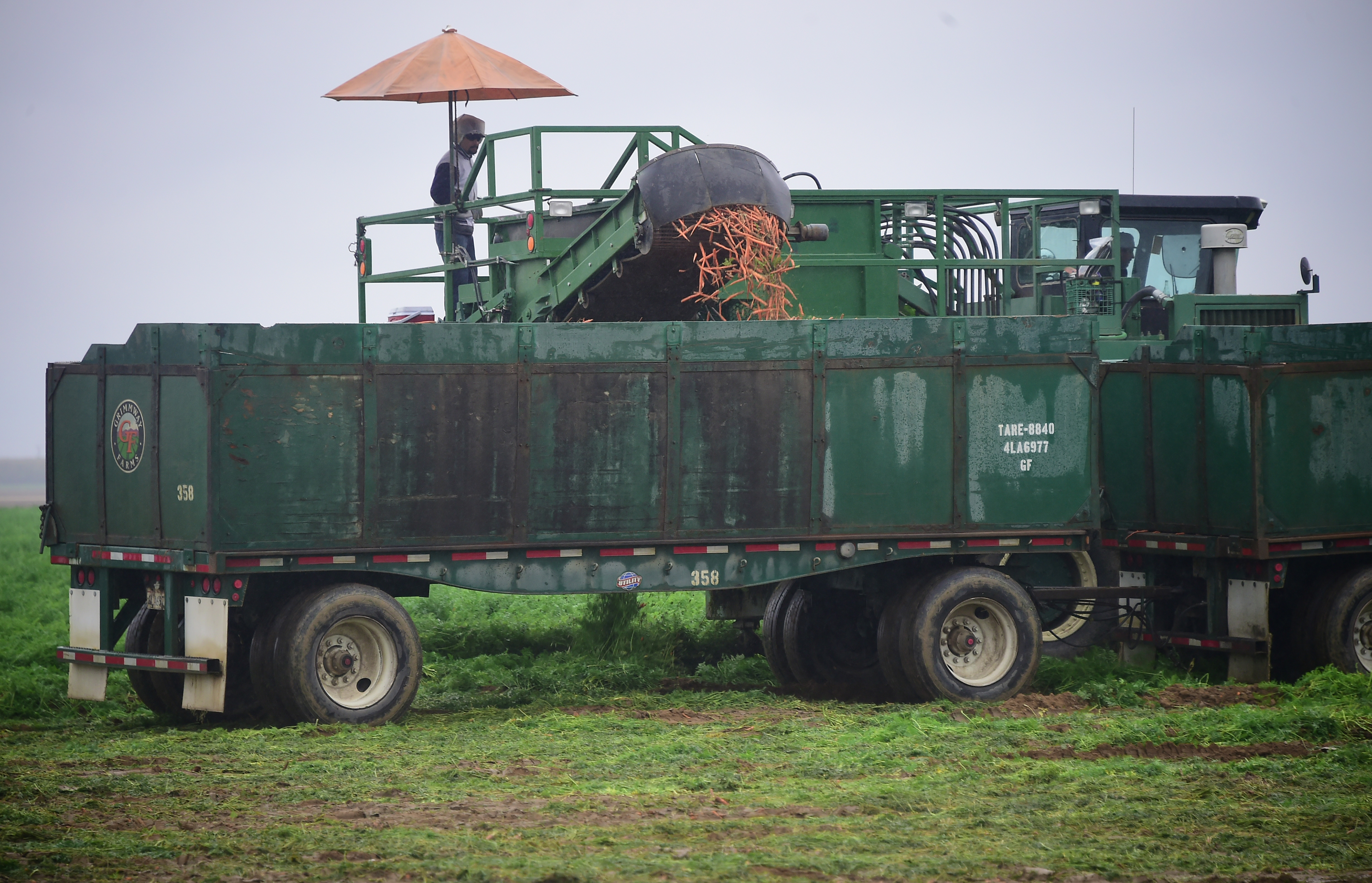 Farmworkers from Grimway Farms harvest carrots on November 21, 2016 from a field on the outskirts of Bakersfield, California. With an economy heavily linked to agriculture and petroleum extraction, as well as a strong aviation, space and military presence, Kern County is a Republican county where voters voted for president-elect Donald Trump surrounded by predonominantly Democratic California. / AFP PHOTO / Frederic J. BROWN