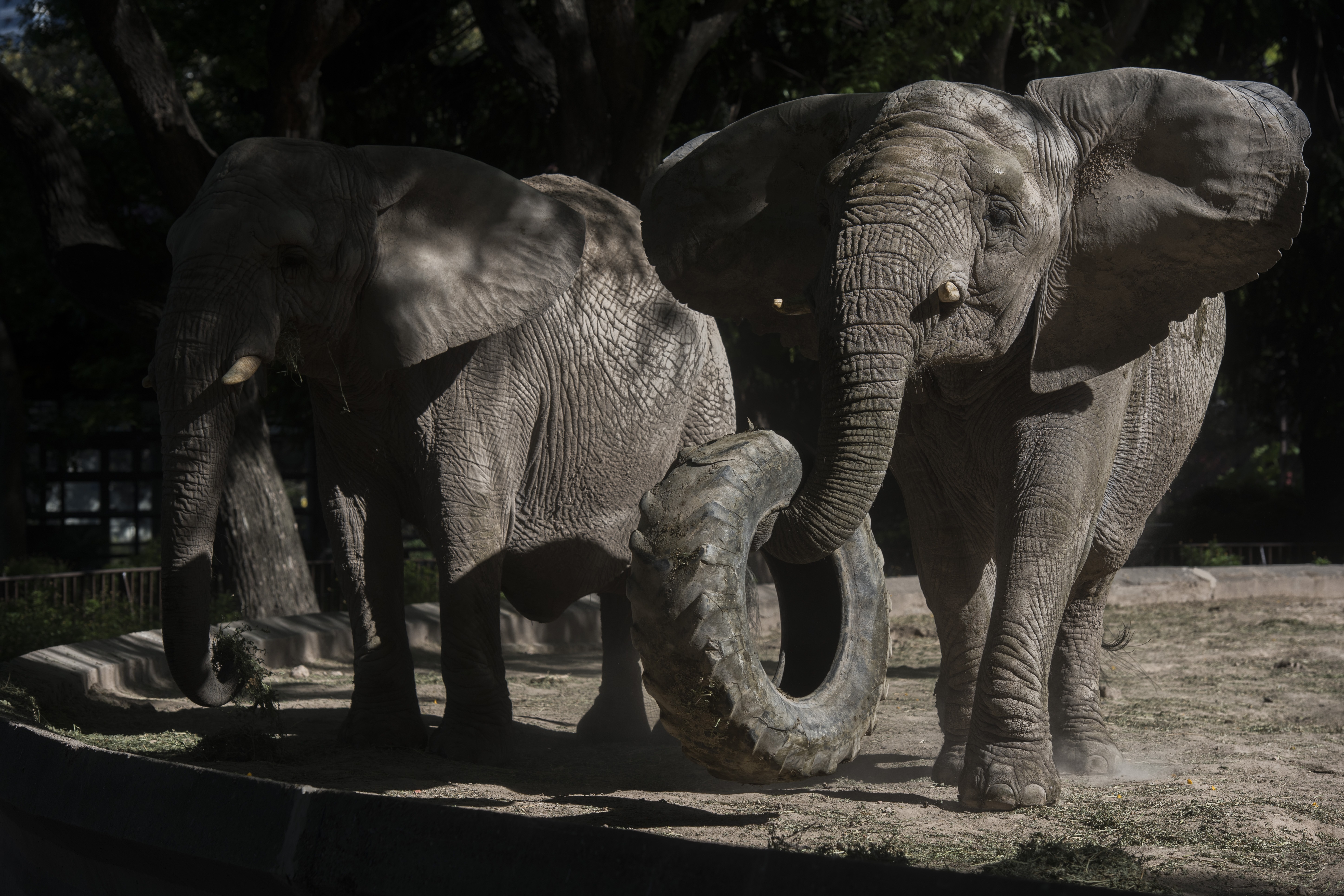 Asian elephants Pupi (R) and Kuki are pictured at Buenos Aires zoo on November 24, 2016. After the unprecedented case of Sandra the orangutan whose rights were recognised by a court, now three elephants from the Buenos Aires' Zoo will have their own lawyers sponsored by an NGO for alleged 'animal abuse'. / AFP PHOTO / EITAN ABRAMOVICH