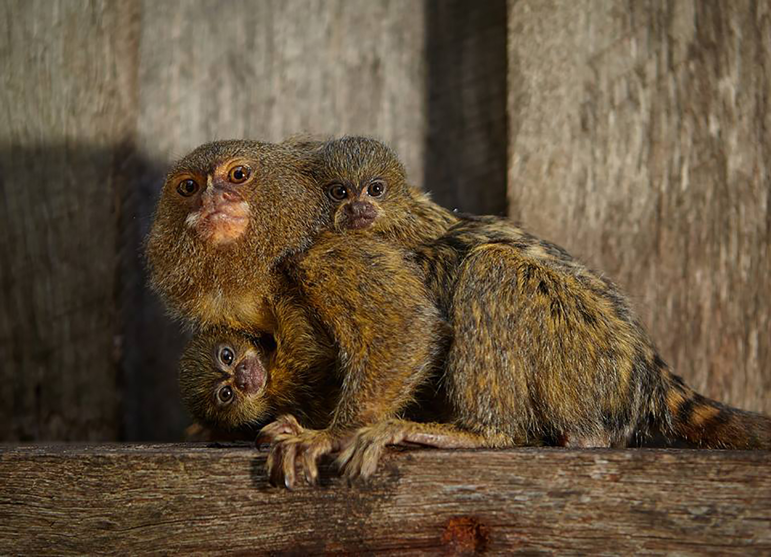 This undated handout photo downloaded from the Symbio Wildlife Park's facebook page shows Pygmy marmosets at the Symbio Wildlife Park in Sydney.   One of the four week old baby was reunited with mum and the remaining family members as police arrested two men on charges of stealing pygmy marmosets from the wildlife park. / AFP PHOTO / SYMBIO WILDLIFE PARK / MICK MARIC / --RESTRICTED TO EDITORIAL USE- MANDATORY CREDIT "AFP PHOTO / SYMBIO WILDLIFE PARK" - NO MARKETING AND ADVERTISING CAMPAIGNS - DISTRIBUTED AS A SERVICE TO CLIENTS- NO ARCHIEVE