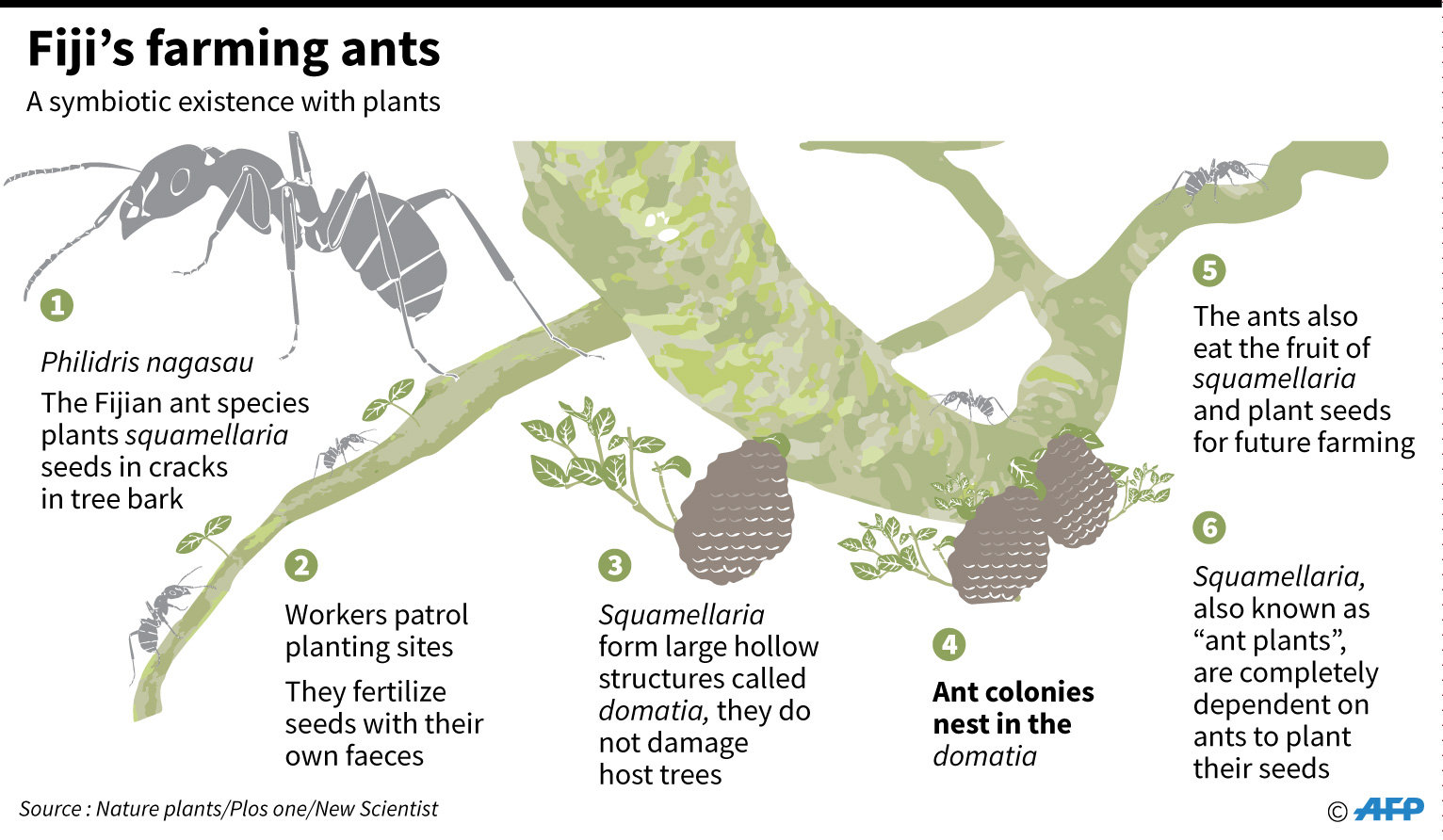 Graphic on a species of ants found to farm plants for their own use. For an AFP science story on the symbiotic relationship.