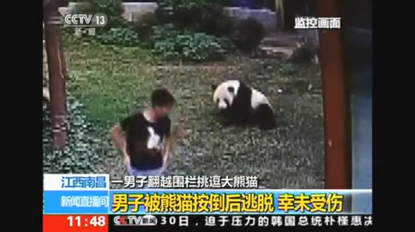 A giant panda wrestles a man who sneaked into his enclosure in southern China, state media reports. (Photo captured from CCTV video)