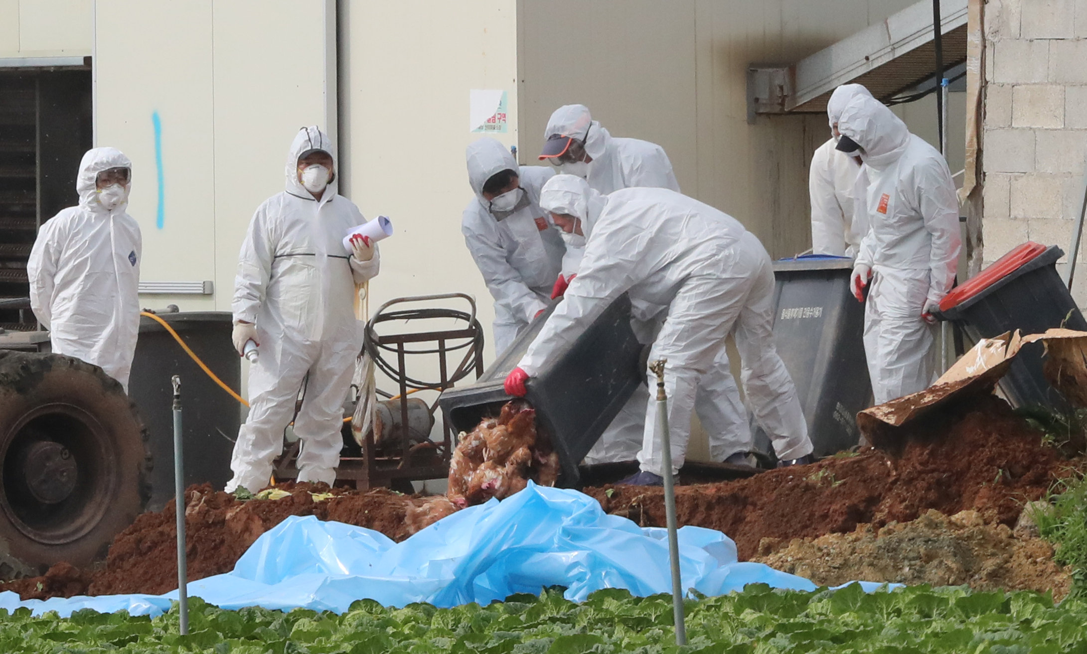South Korean health officials bury chickens at a poultry farm where the highly pathogenic H5N6 bird flu virus broke out in Haenam, South Korea, November 17, 2016. Picture taken on November 17, 2016. Yonhap/via REUTERS