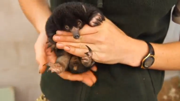 Sydney's iconic Taronga Zoo unveils three healthy baby echidnas, know as puggles - the first to be born there in nearly 30 years. (Photo grabbed from Reuters video)