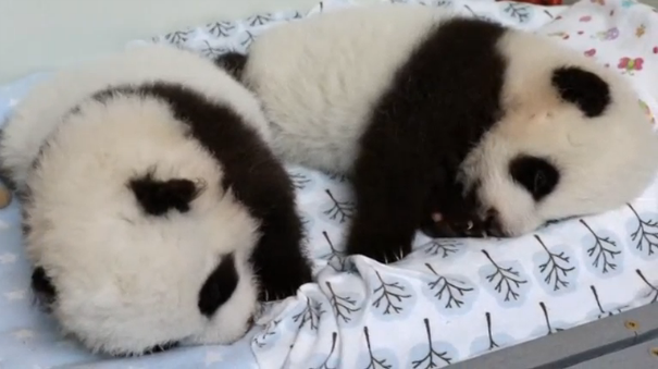 Zoo Atlanta sets up a website for people to vote on the names of twin pandas born 11 weeks ago. (Photo grabbed from Reuters video)