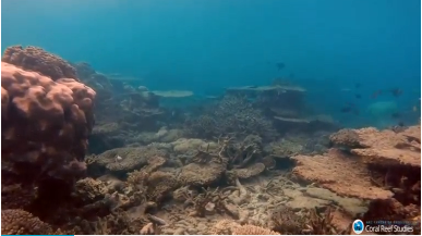 Australia's Great Barrier Reef has experienced the worst die-off ever recorded on the World Heritage site, scientists say. (Photo courtesy of Reuters video file)