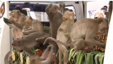 A monkey eating on truck. (Photo courtesy of Reuters video clip)