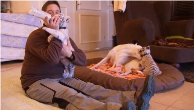 Two tiger cubs abandoned by their mother at a zoo in northern Germany are reared at a keeper's home with the help of her dog Leon. (Photo courtesy of Reuters video clip)