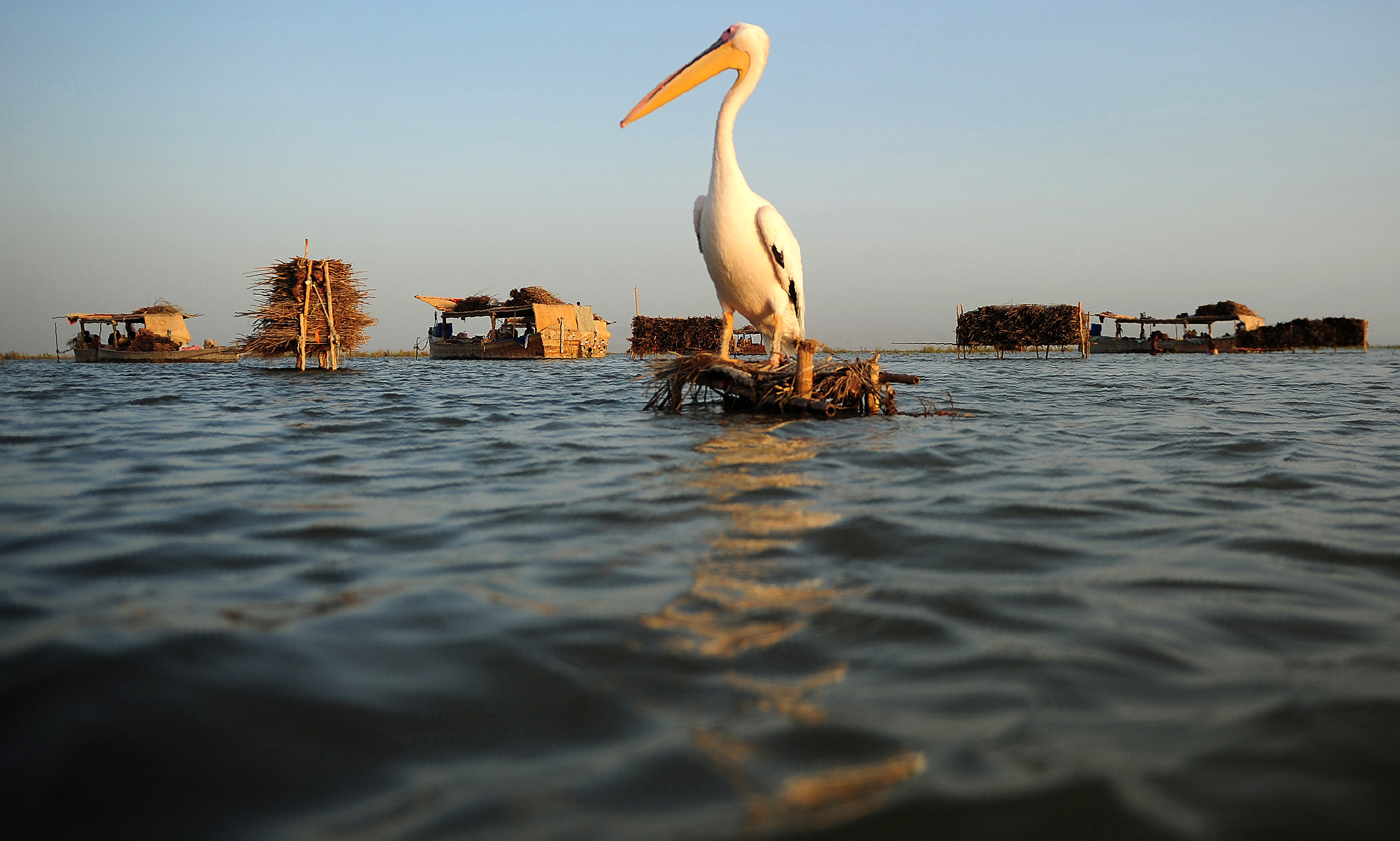 In this photograph taken on September 9, 2016, a pelican perches in front of the floating boathouses of the Mohanna tribe of fishermen on Manchar lake, a 223 square kilometre natural water reservior in southern Pakistan. Mohammed Yusuf is a fatalist: years from now his rare floating village may disappear from Pakistan's Manchar Lake because wastewater poured into it for three decades has made it inhospitable, for the fish as well as for the fishermen. / AFP PHOTO / Asif HASSAN / TO GO WITH AFP STORY: Pakistan-environment-fishing-social, FEATURE by Caroline Nelly Perrot and Ashraf Khan