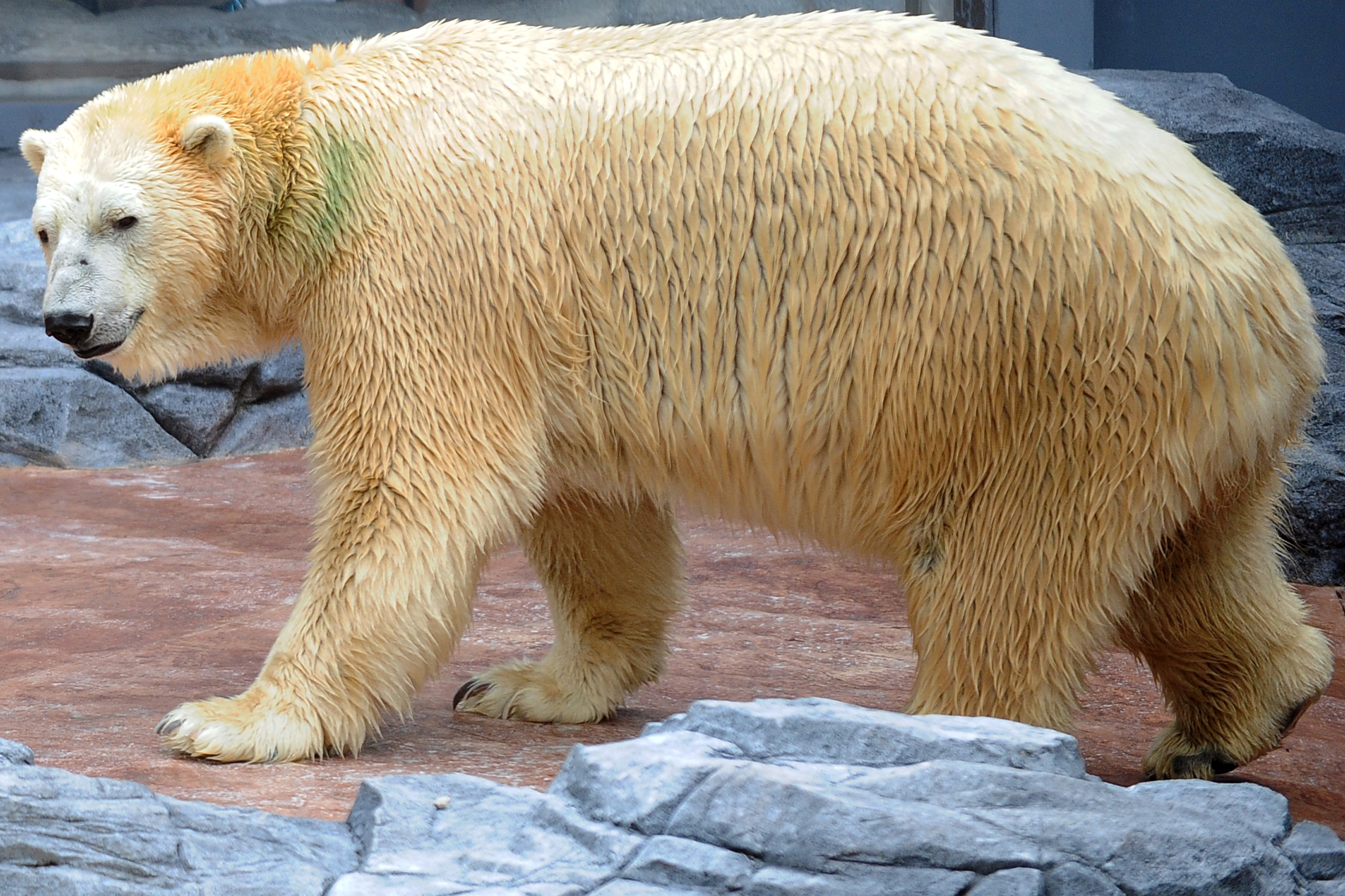 Inuka the polar bear is seen in his enclosure during his 25th birthday at the Singapore Zoo on December 16, 2015. The zoo is kicking off a ten-day birthday celebration for Inuka along with a photo exhibition to raise awareness on the natural artic habitat of polar bears. AFP PHOTO / MOHD FYROL / AFP PHOTO / MOHD FYROL