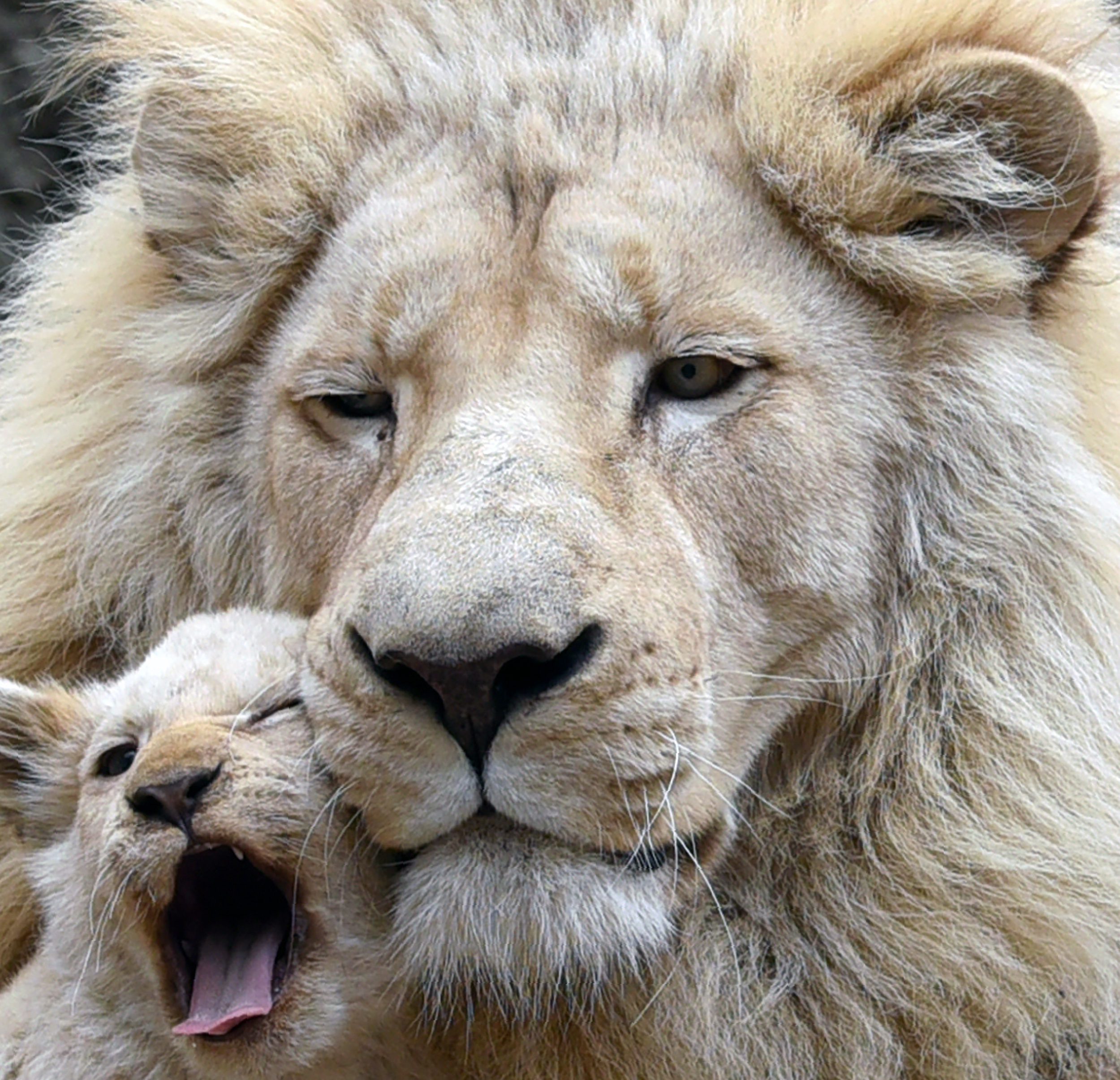A four-month-old white lion cub cuddles up to its father Sam inside their enclosure at a zoo in Tbilisi on November 30, 2016. / AFP PHOTO / Vano SHLAMOV