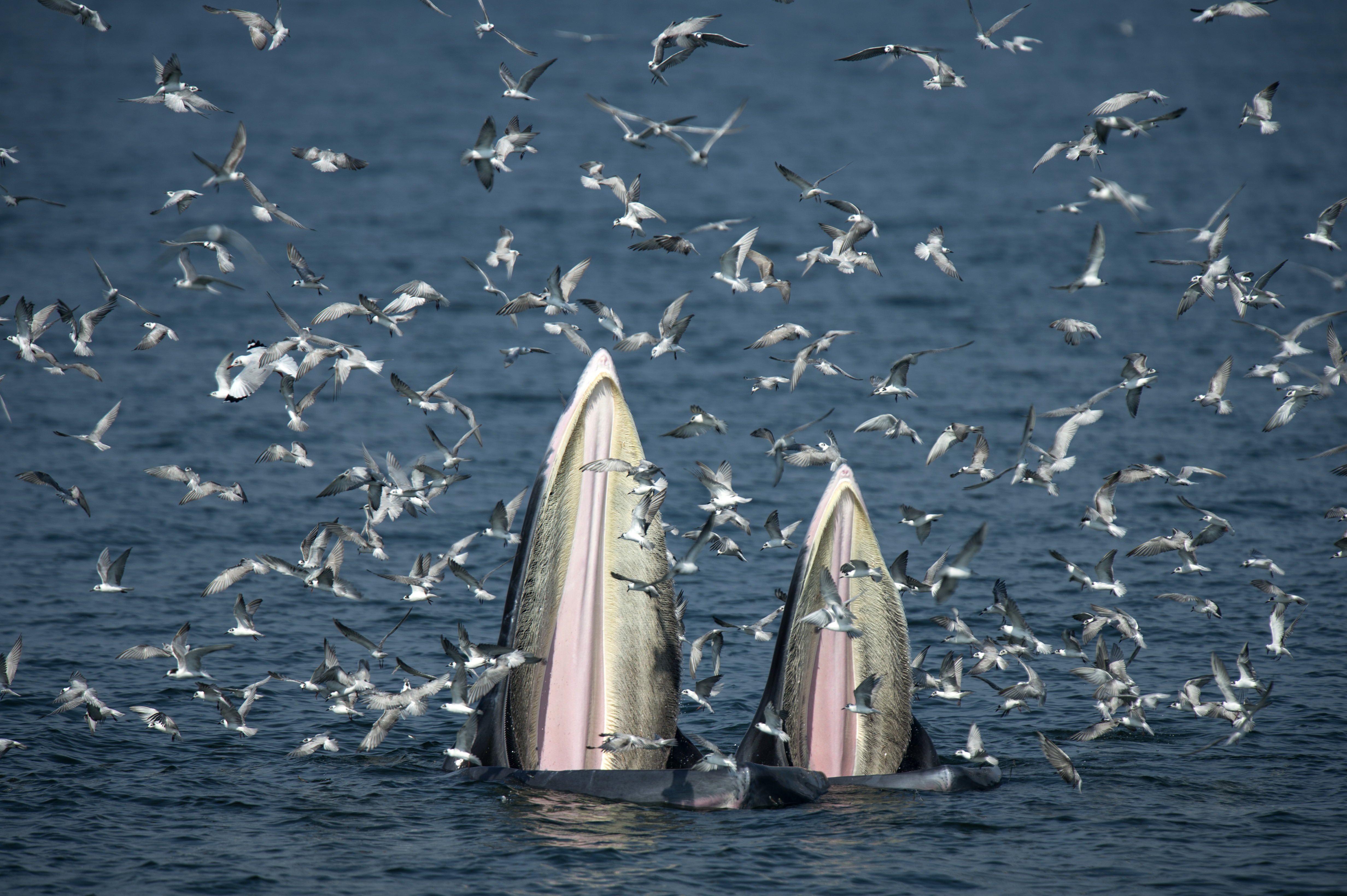 This picture taken on November 20, 2016 shows a mother Bryde's whale (L) and her calf feeding on anchovies in the Gulf of Thailand, off the coast of Samut Sakhon province. It's a rare glimpse of marine life in its natural habitat, in a kingdom overrun with mass tourist attractions such as aquariums and dolphin shows. Once a dream for scuba divers, many of Thailand's coral reefs have been dulled by pollution, over-fishing and increased boat traffic, as well as over-enthusiastic swimmers.  / AFP PHOTO / Lillian SUWANRUMPHA / TO GO WITH AFP STORY: "Thailand-Lifestyle-Whales-Tourism", FEATURE by Delphine THOUVENOT