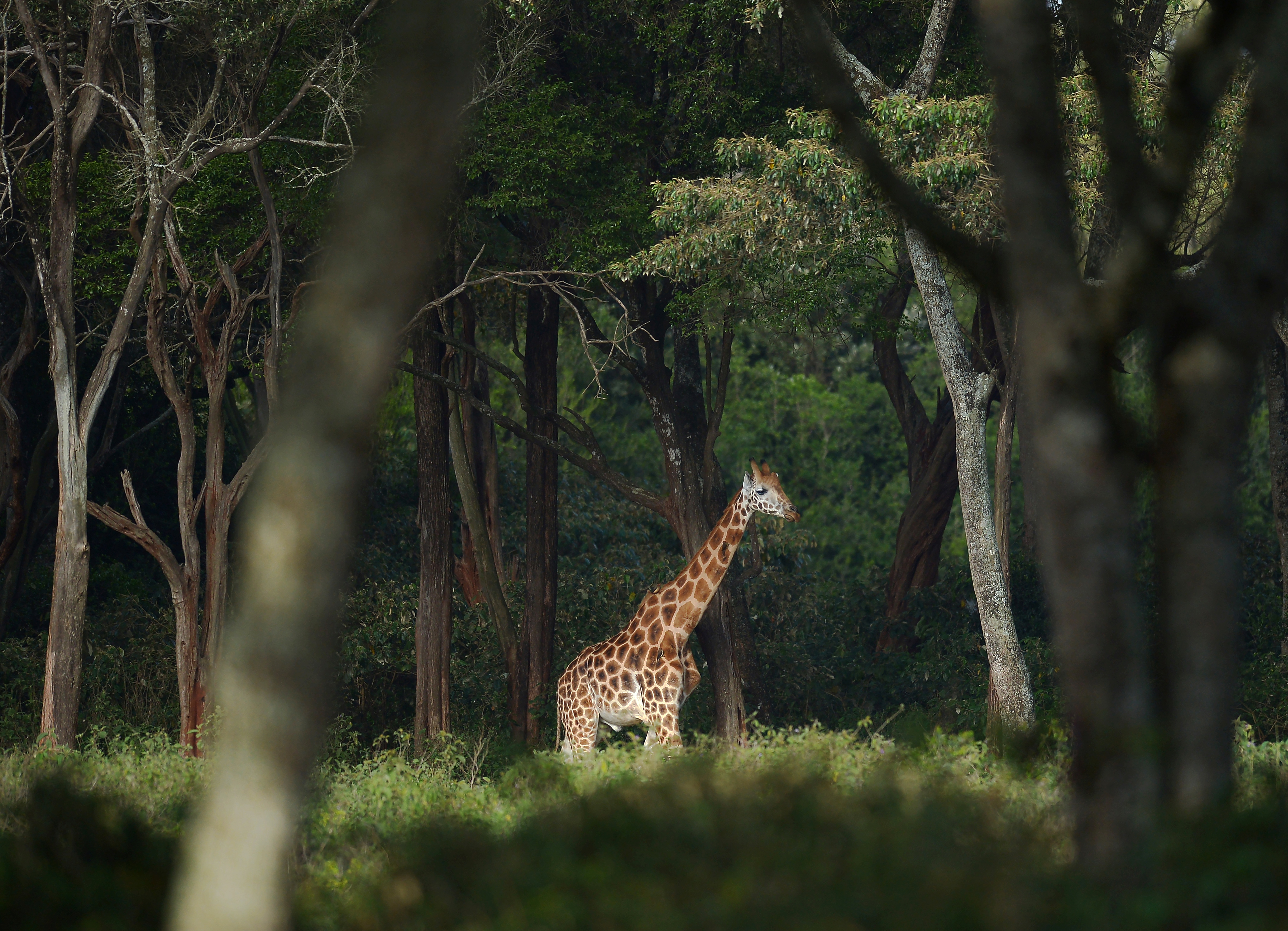 A Rothschild subspecies giraffe stands in its habitat at Nairobi's giraffe conservation centre "The Giraffe Centre" on December 21, 2016.  Long term research into giraffes that only started in 2003 in Namibia revealed that giraffes have silently being going extinct, with numbers plummeting by 40 percent in the last three decades to about 97,500, the International Union for the Conservation of Nature (IUCN) reported this month. One of the sub-species is the Nubian giraffe whose populations in Ethiopia and South Sudan are estimated to have dropped from over 20,000 to just 650.  / AFP PHOTO / TONY KARUMBA