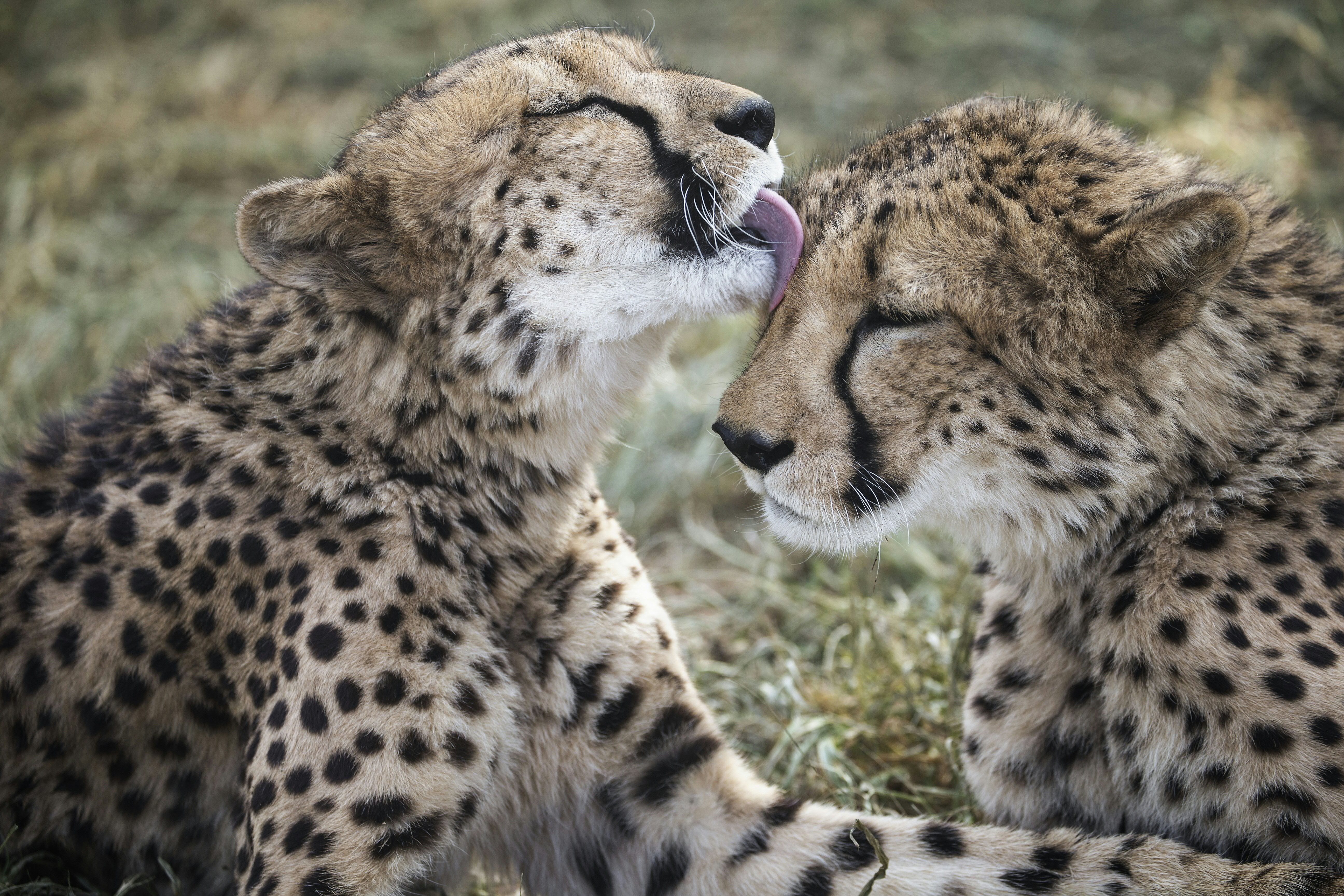 (FILES) This file photo taken on February 18, 2016 shows a captive cheetah licking her sibling in an enclosure at the Cheetah Conservation Fund in Otjiwarongo, Namibia, on February 18, 2016. Cheetahs are "sprinting" to extinction due to habitat loss and other forms of human impact, according to a new study out at the end of December 2016 which called for urgent action to save the world's fastest land animals. / AFP PHOTO / GIANLUIGI GUERCIA