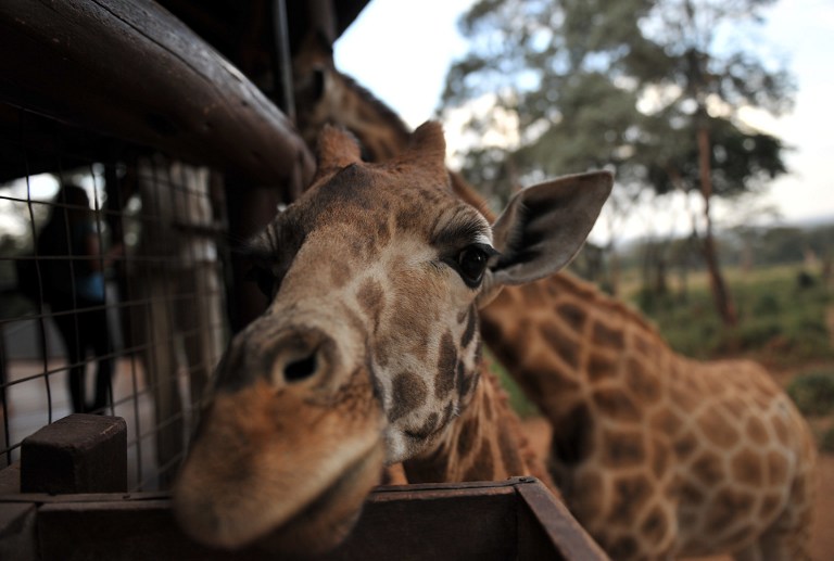 Rothschild species of giraffe are seen in their enclosure at Nairobi's Giraffe Centre on August 20, 2010. Conservation efforts are being made to protect the particulalrly rare species which is the latest African mammal to be declared "endangered" by IUCN (the International Union for the Conservation of Nature). There are currently nine recognised giraffe sub-species and the Rothschild species is the second most imperilled, with fewer than 670 remaining in the wild. Historically ranging across western Kenya, Uganda, and southern Sudan, it has been almost eliminated from most of its former range and now survives in only a few small and isolated populations in Kenya and Uganda. In Kenya, all known wild populations of the Rothschild's giraffe have been eradicated by agricultural development. AFP PHOTO/Tony KARUMBA / AFP PHOTO / TONY KARUMBA
