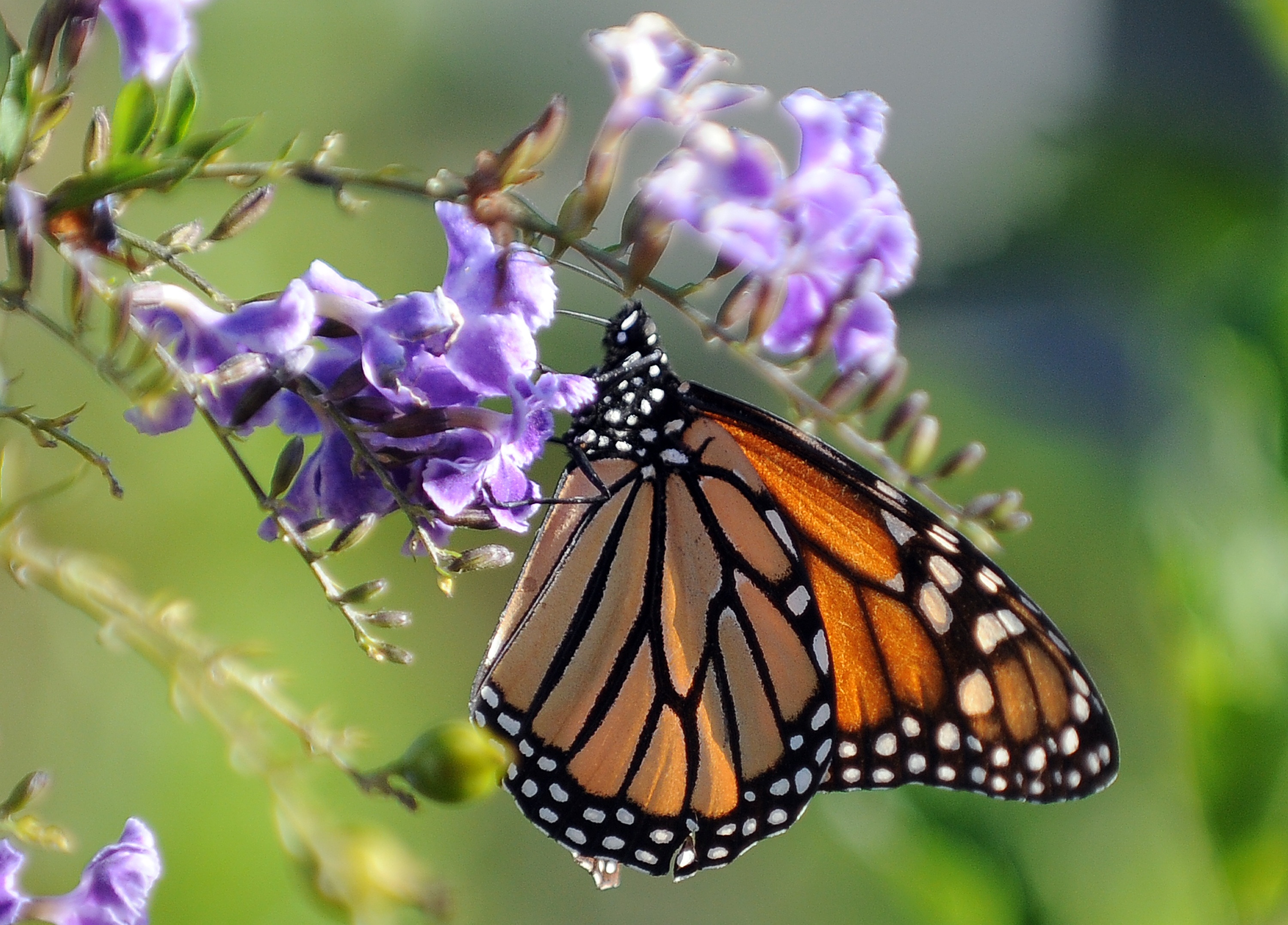 A Monarch butterfly is in a flower in Los Angeles, California on October 28, 2010. The Monarch is famous for its southward migration and northward return in summer in the Americas which spans the life of three to four generations of the butterfly. AFP PHOTO / GABRIEL BOUYS / AFP PHOTO / GABRIEL BOUYS